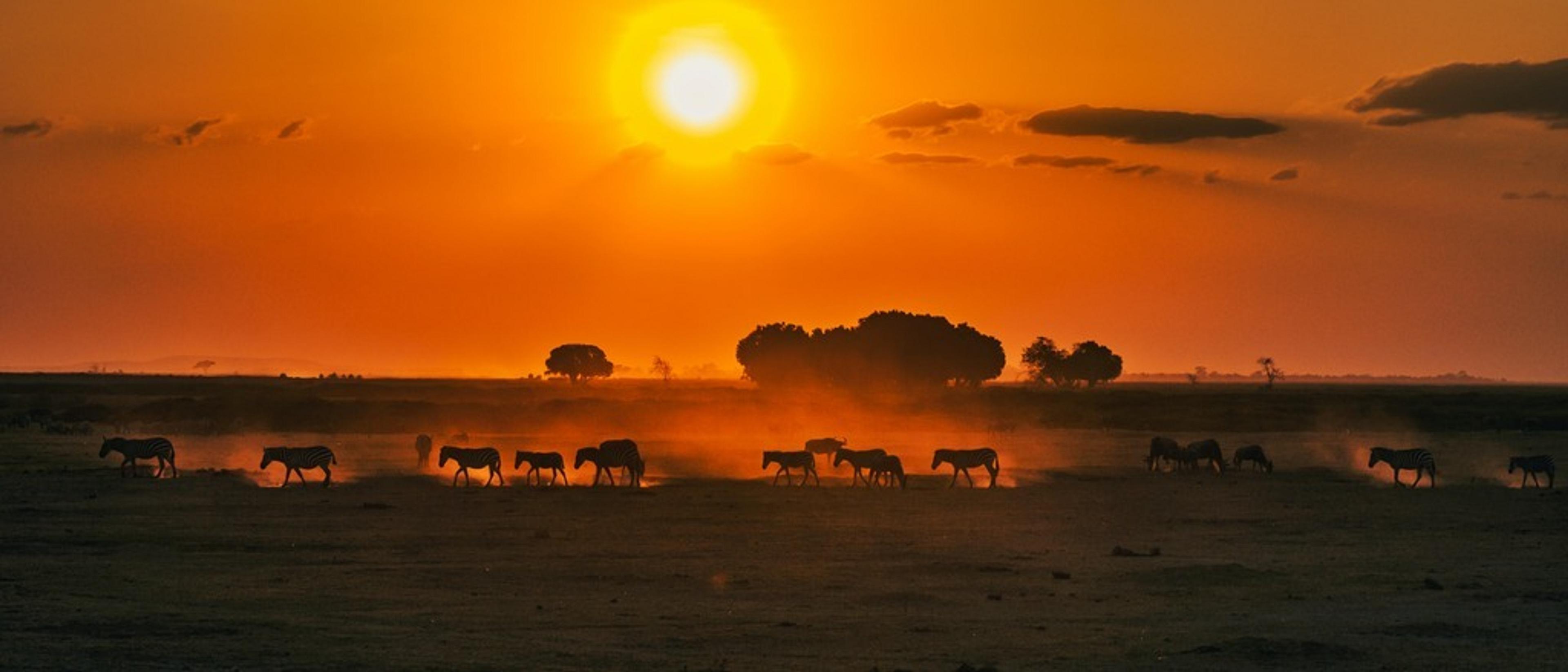 Nairobi 🐘 in $760s-$800s RT