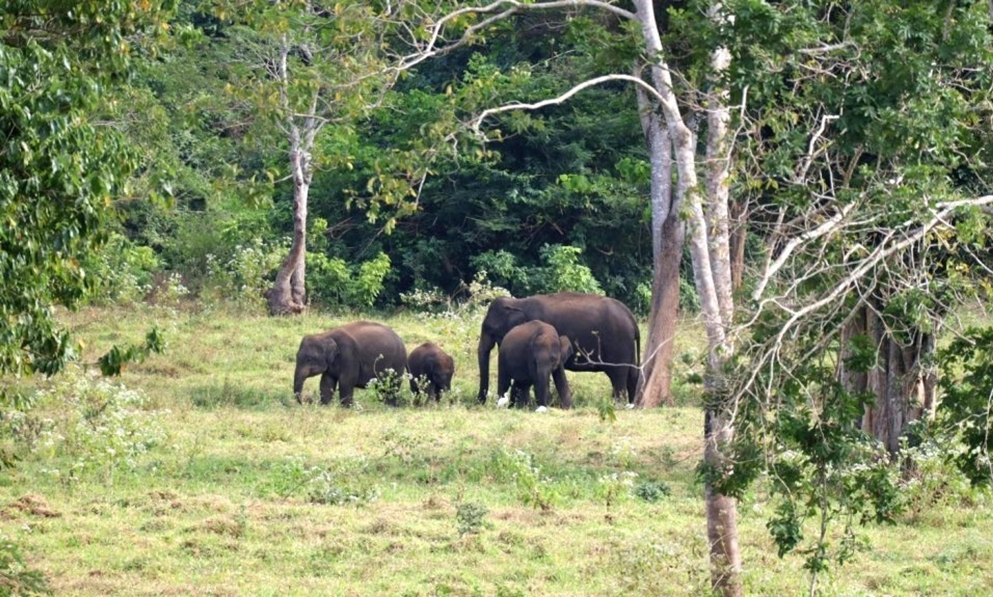 elephants in thailand