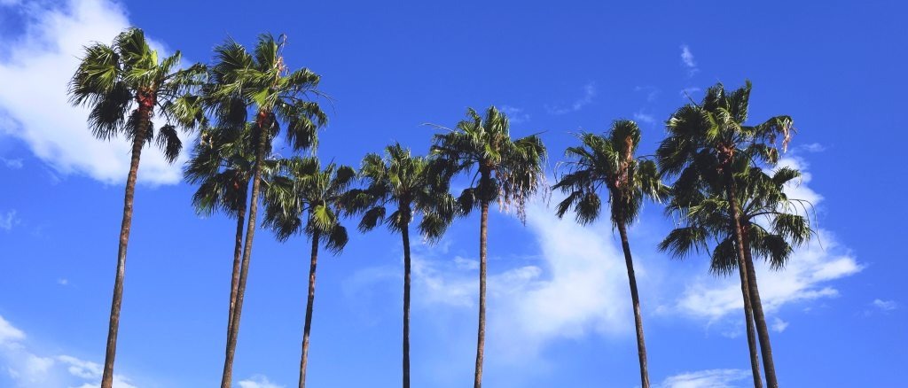Florida 🌴 in $180s-$250s RT