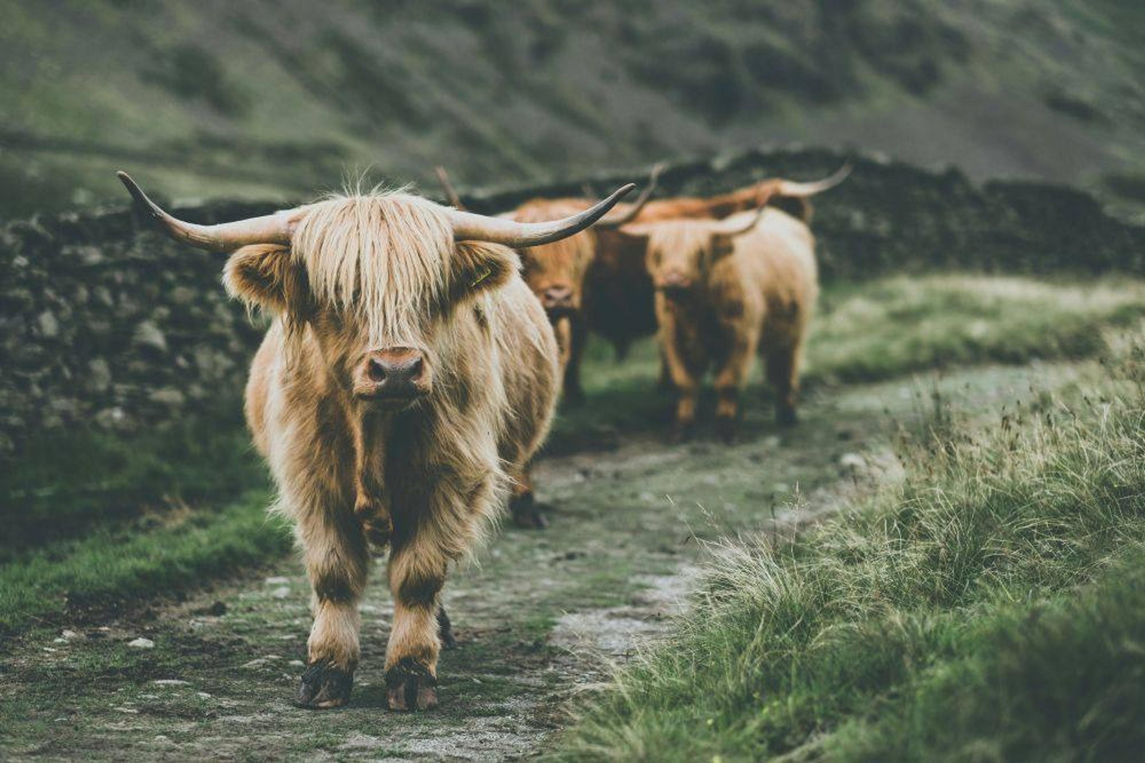 Highland cows roam along a rural path in the Scottish countryside.