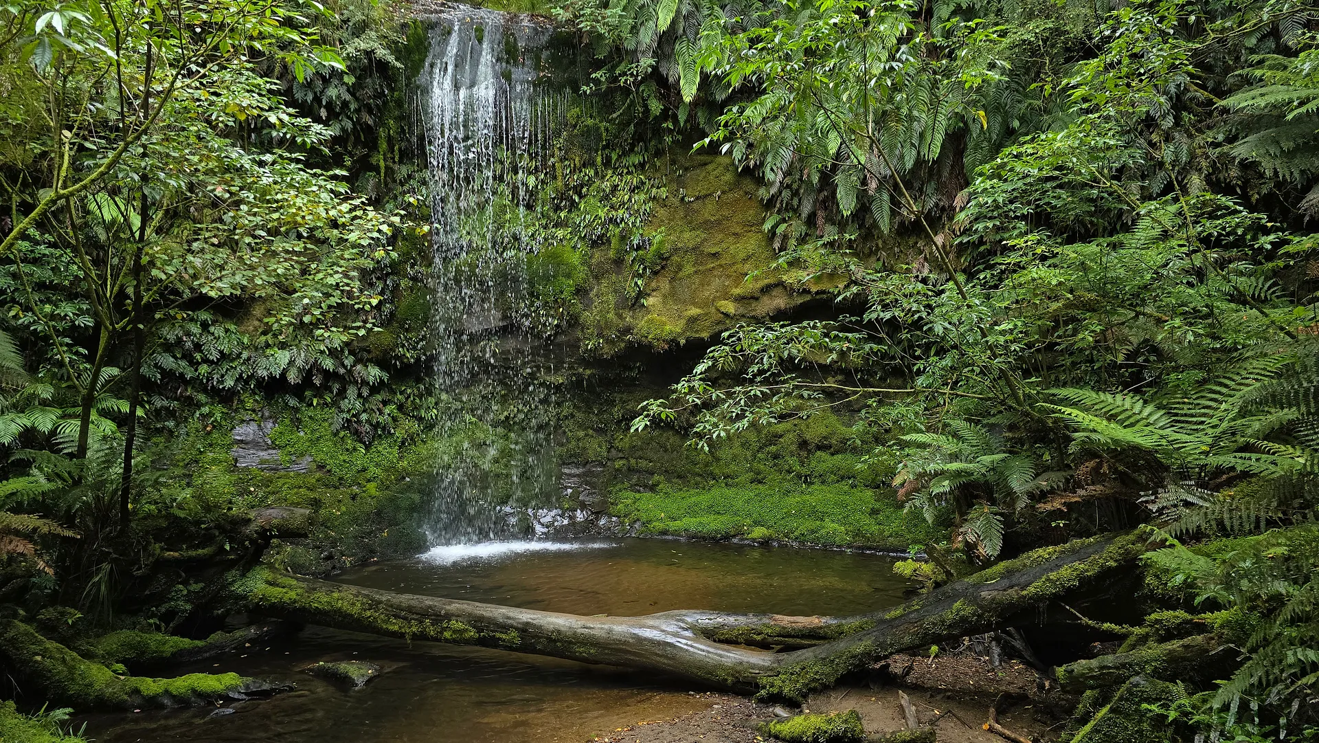 The rainforest trail in question
