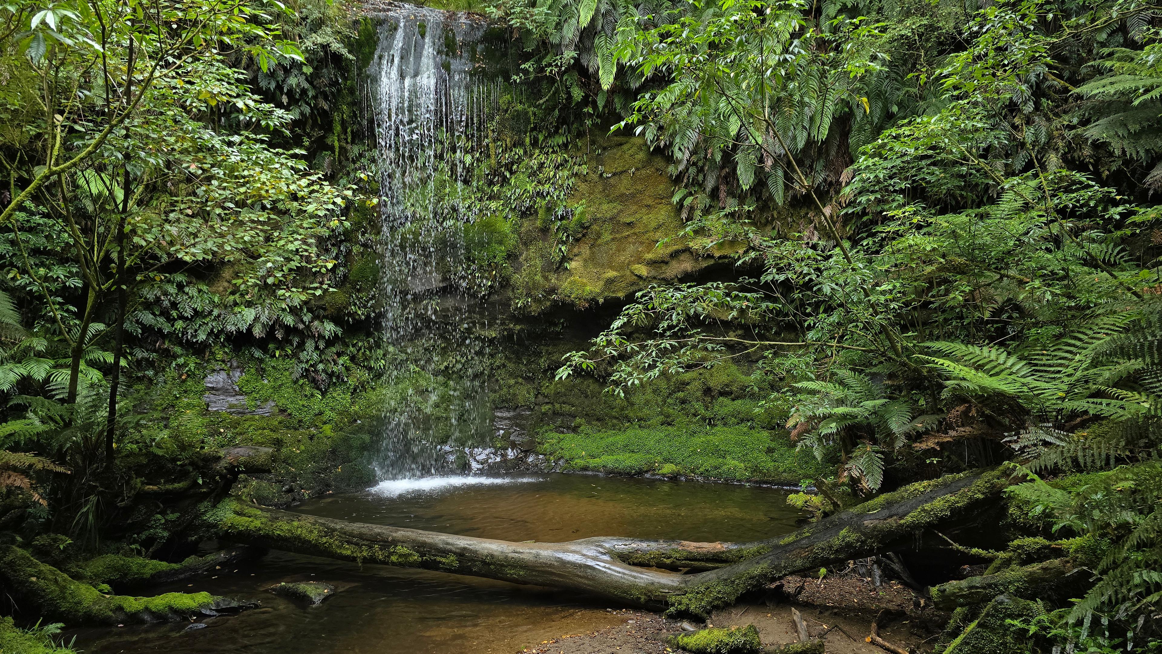 The rainforest trail in question