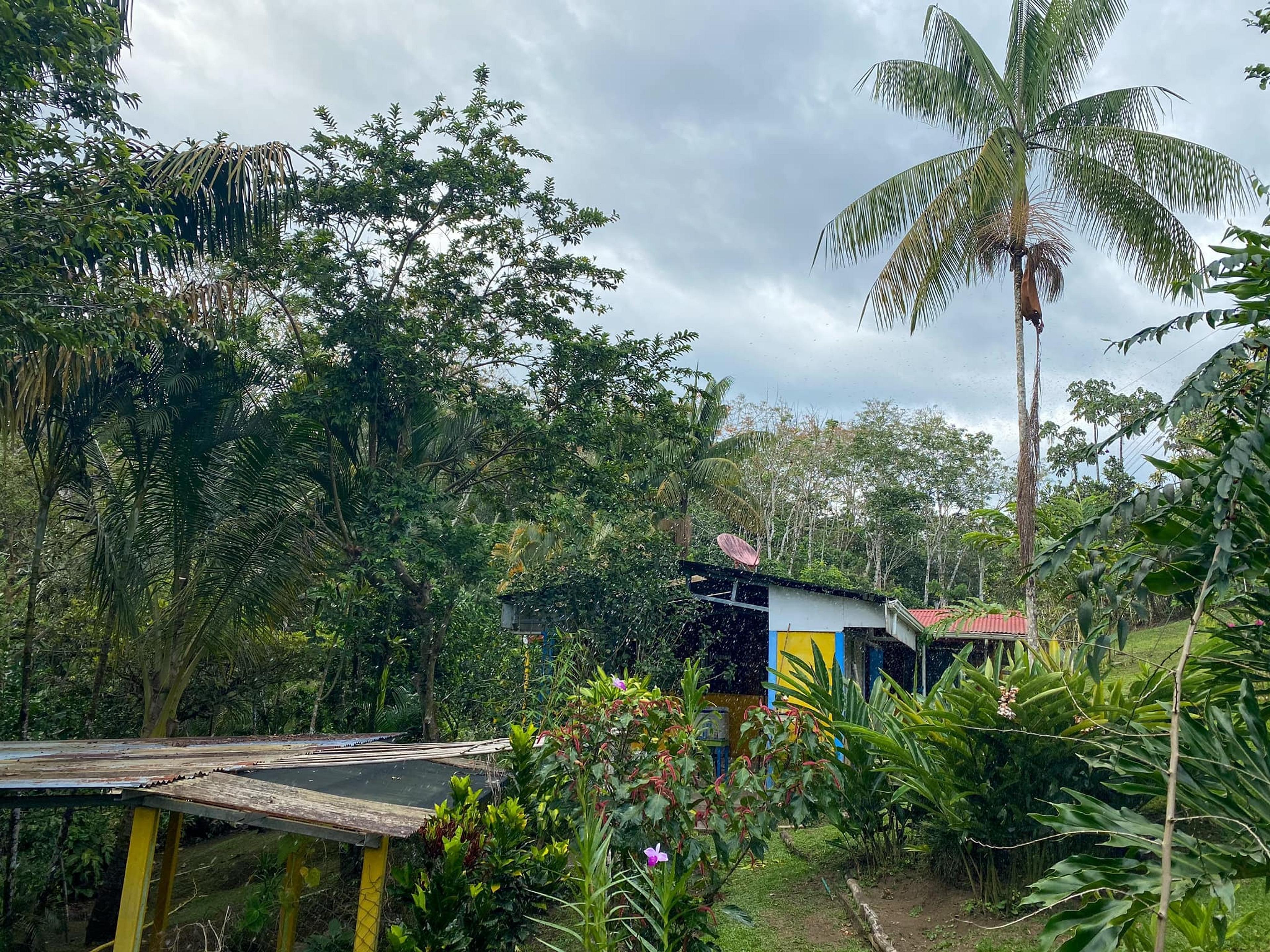 A vibrant rural house nestled amidst lush greenery and palm trees in the Costa Rican countryside.