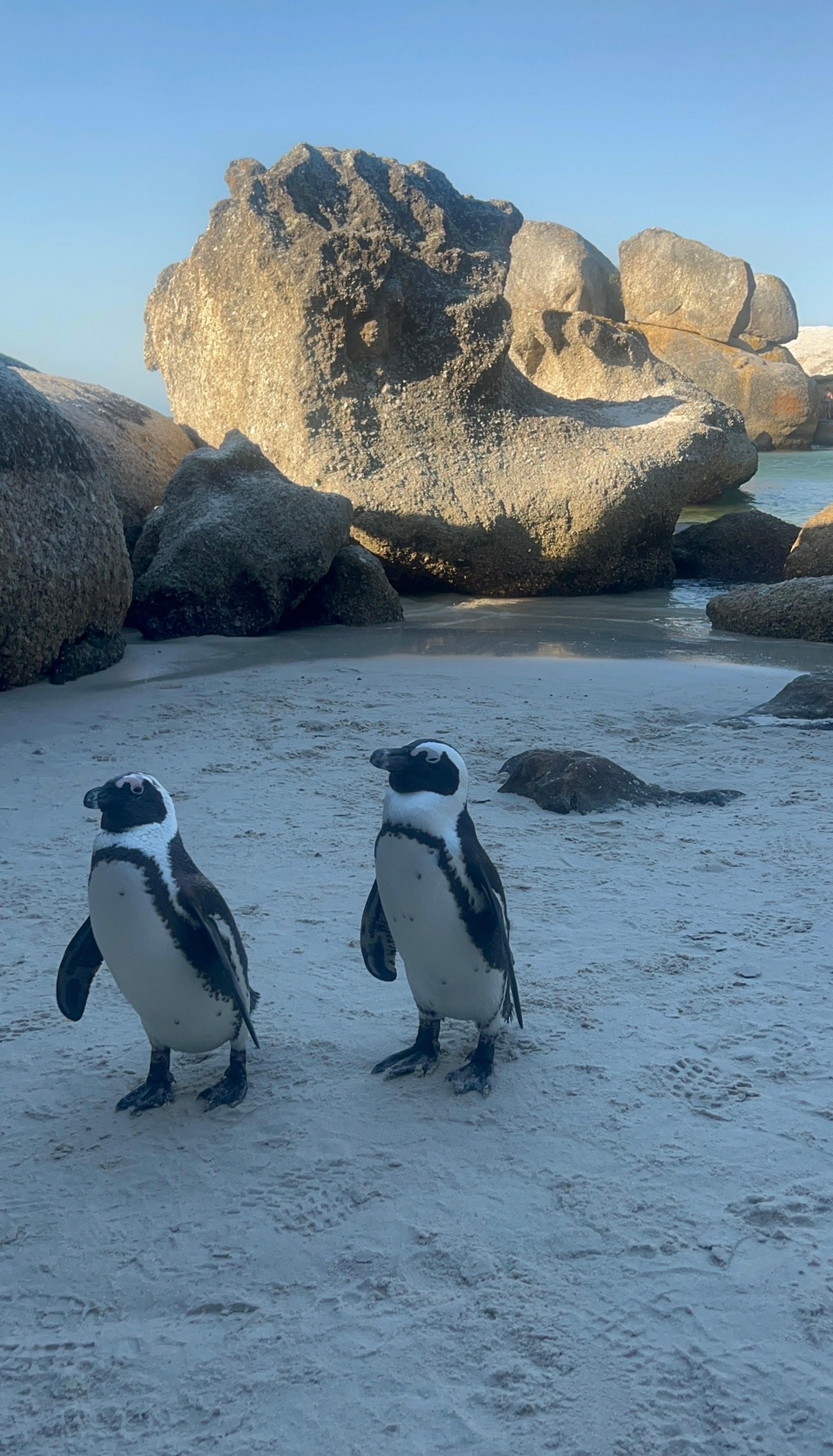 The cutest locals at Boulders Beach