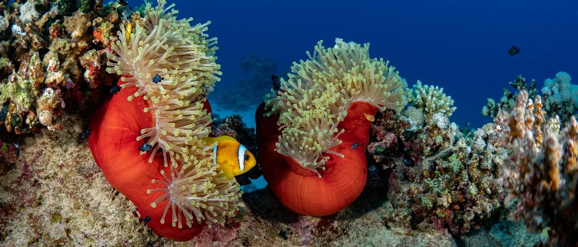 A clownfish swims among vibrant sea anemones in the Red Sea coral reef.