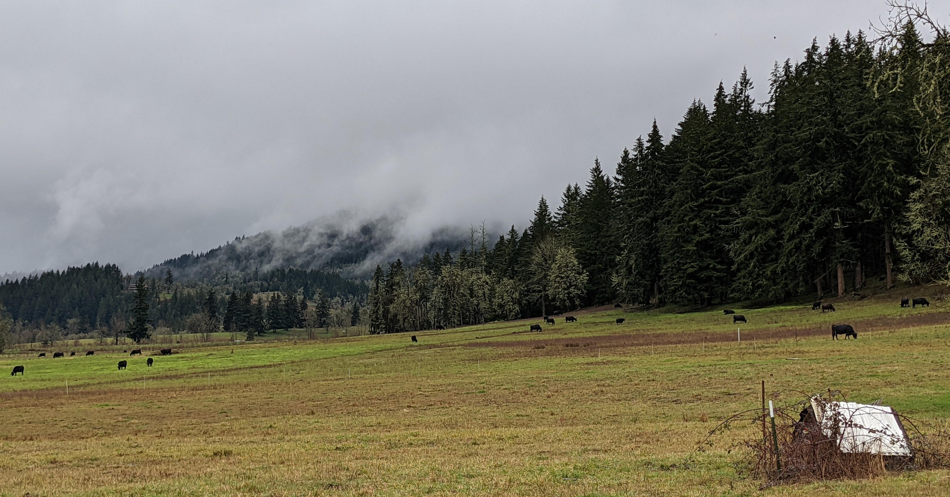Cattle graze peacefully under a cloudy sky in Northern California.