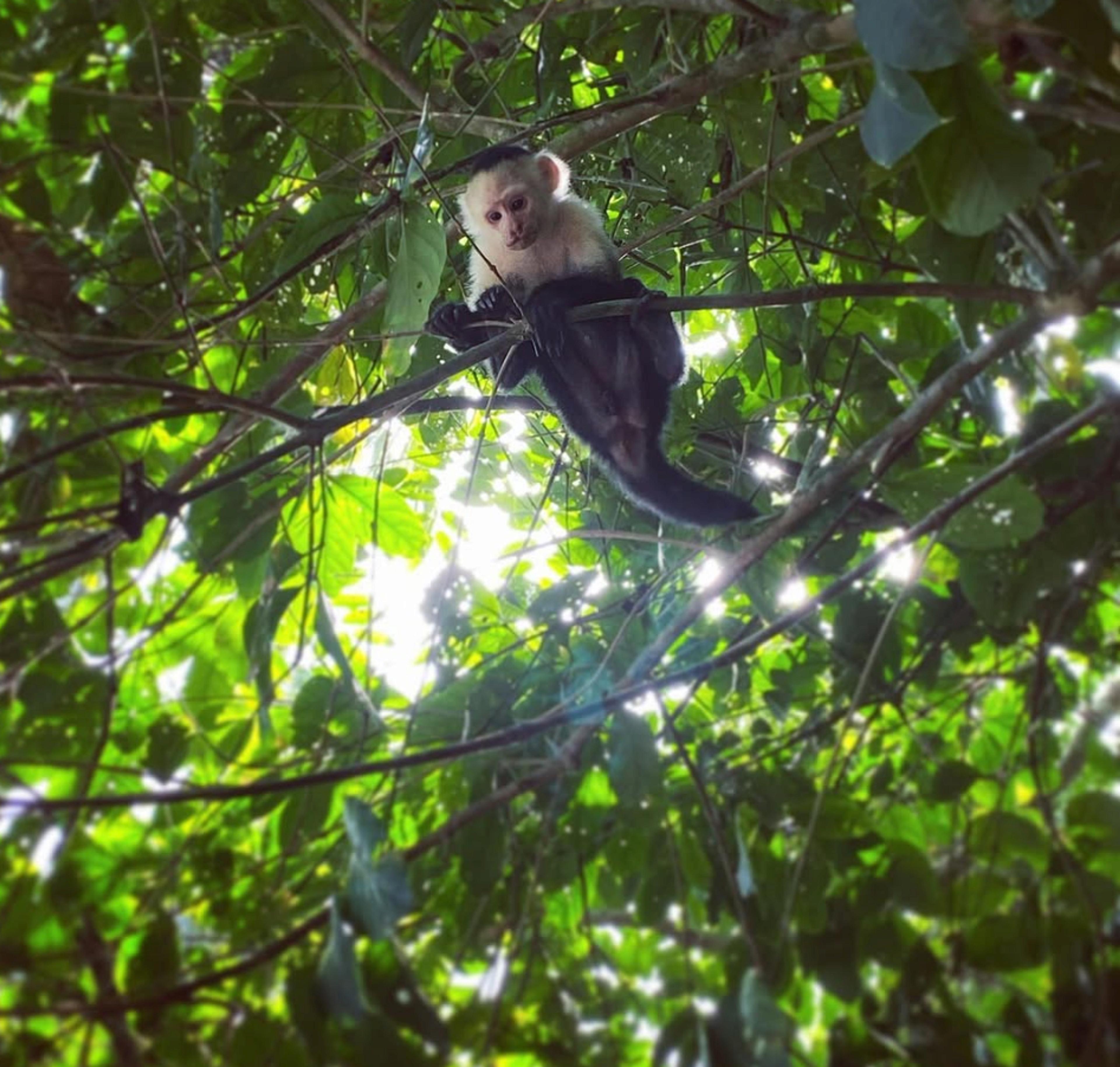 A capuchin monkey perches on a branch amidst lush foliage in the rainforest of Costa Rica.