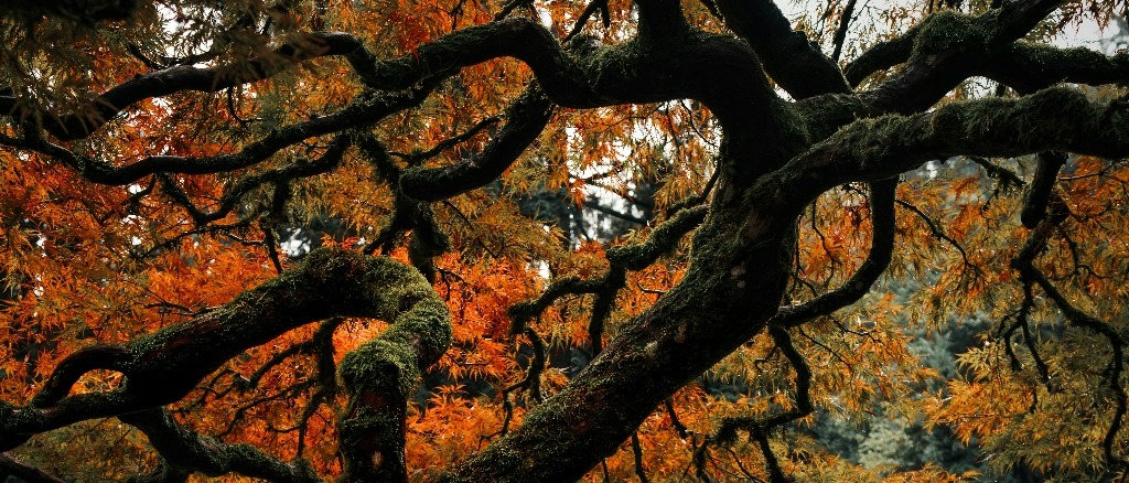 Portland, Oregon 🍂 at $197 RT