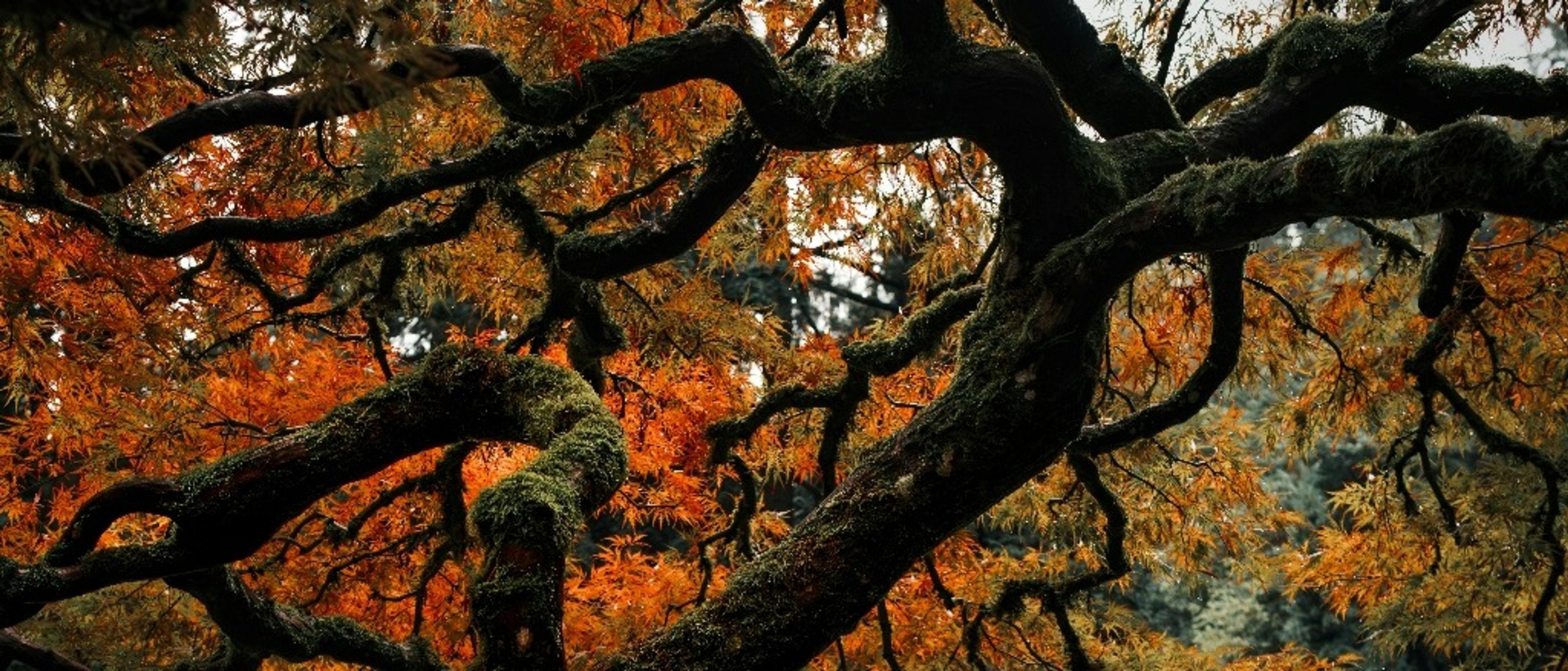 Portland, Oregon 🍂 at $197 RT