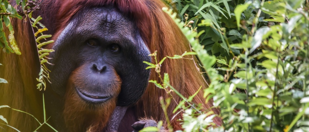 Malaysia & Borneo  in $700s-$760s RT