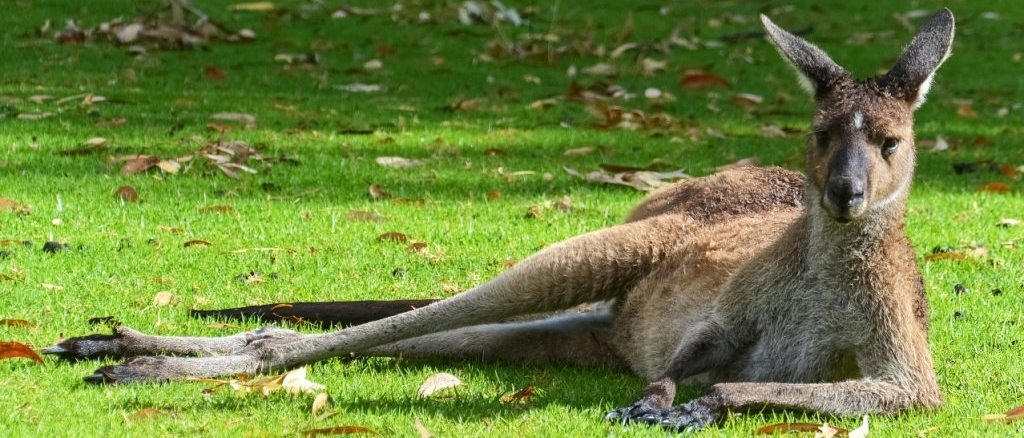 Perth, Australia 🦘 in €940s-€950s rtn