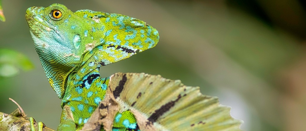 San José, Costa Rica 🦜 in £550s-£580s rtn
