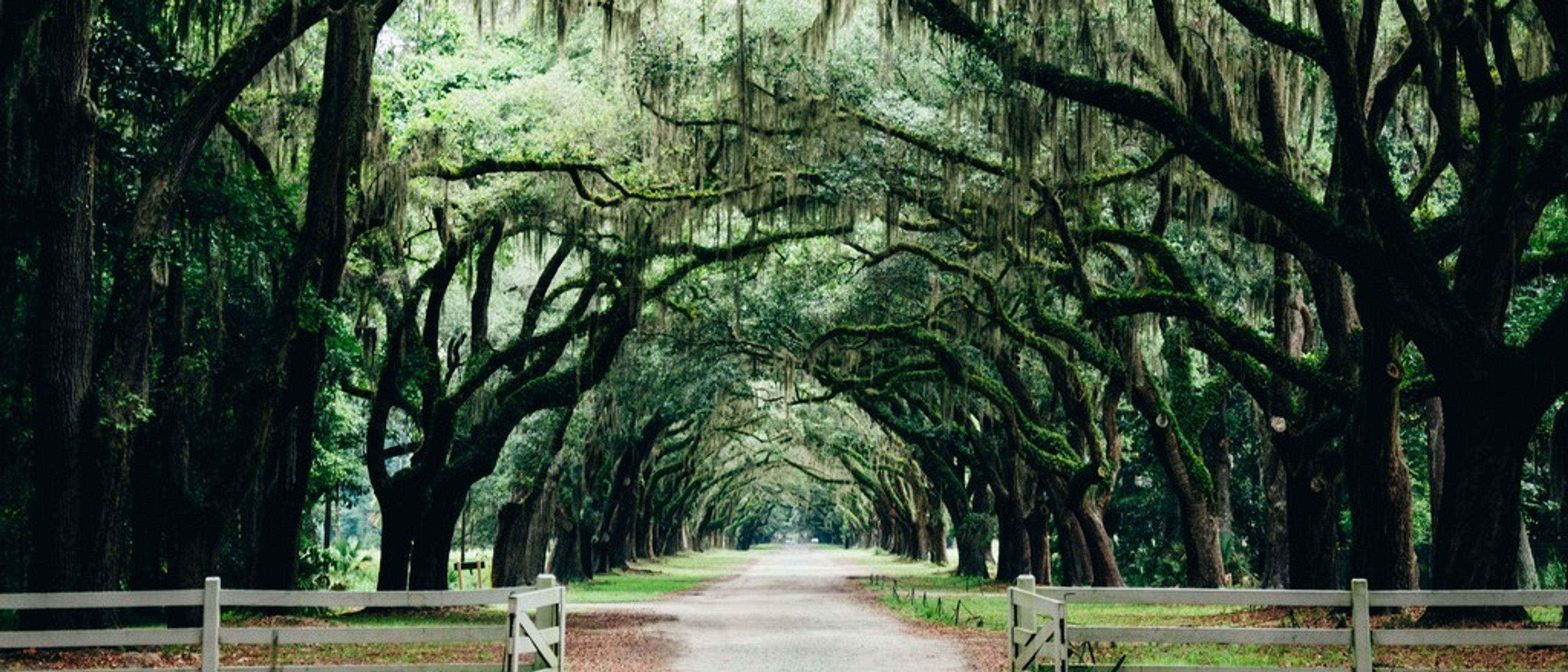 Georgia Coast  in $190s-$300s RT
