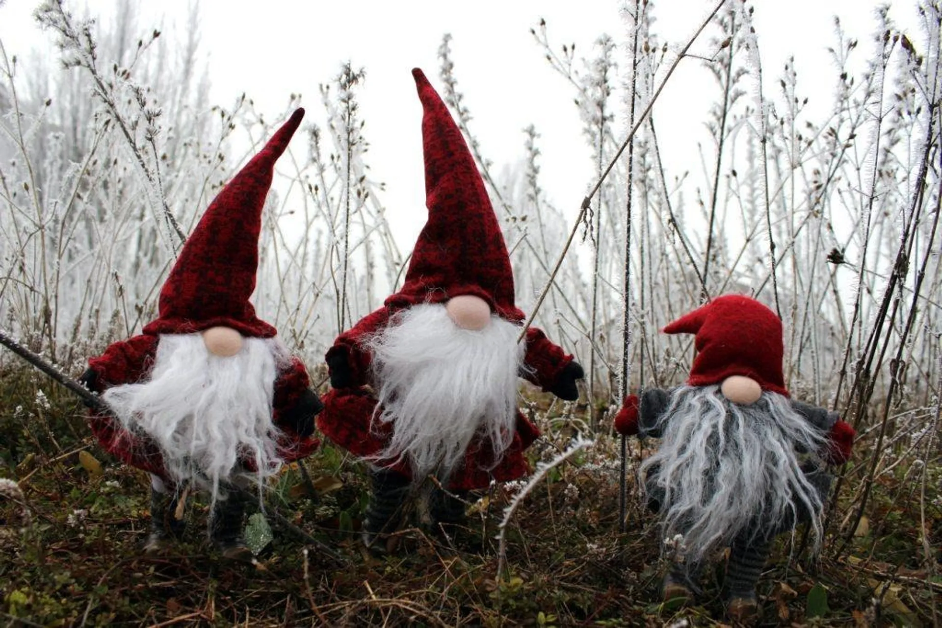 Three gnomes with red hats stand among frost-covered plants in a wintry field.