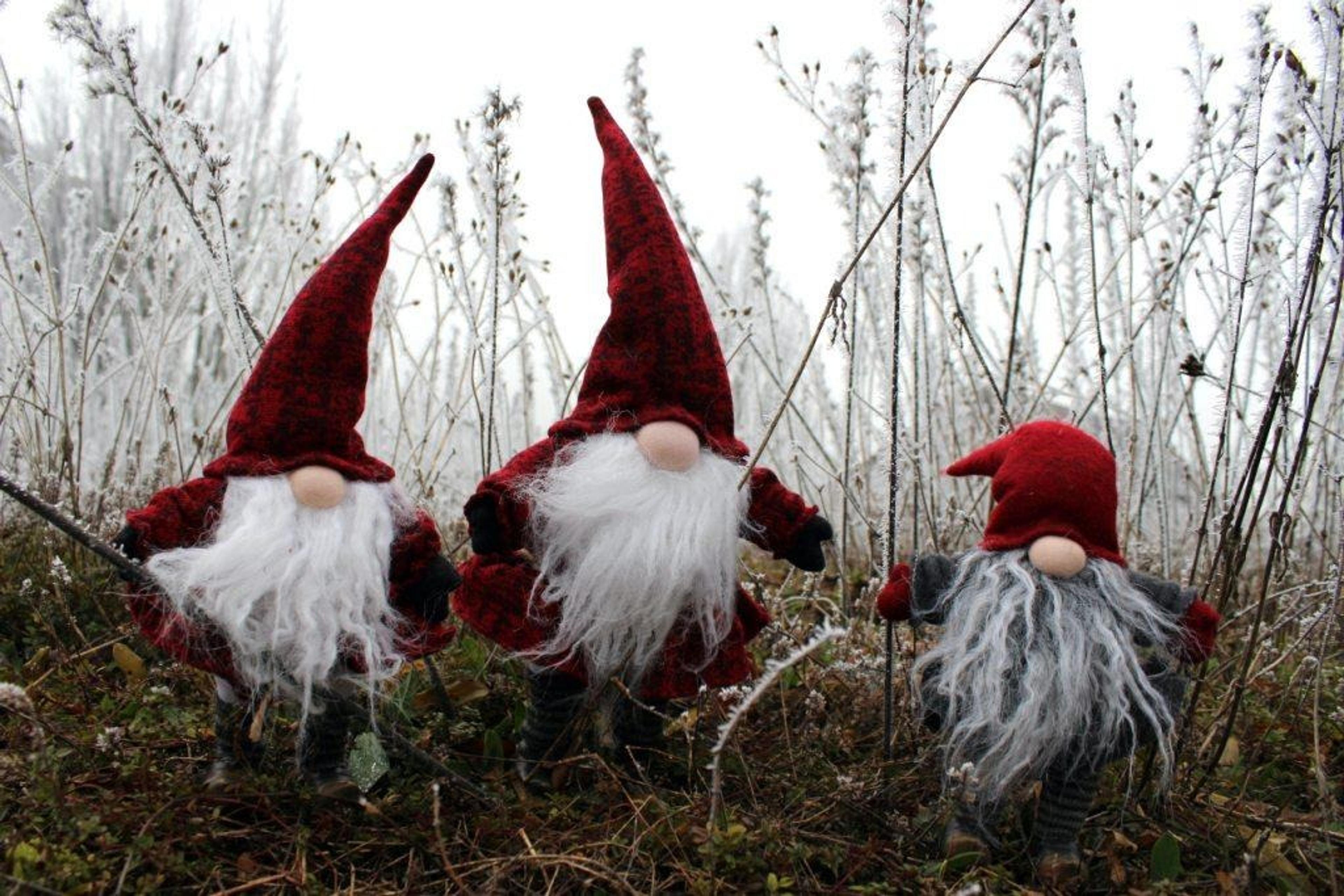 Three gnomes with red hats stand among frost-covered plants in a wintry field.