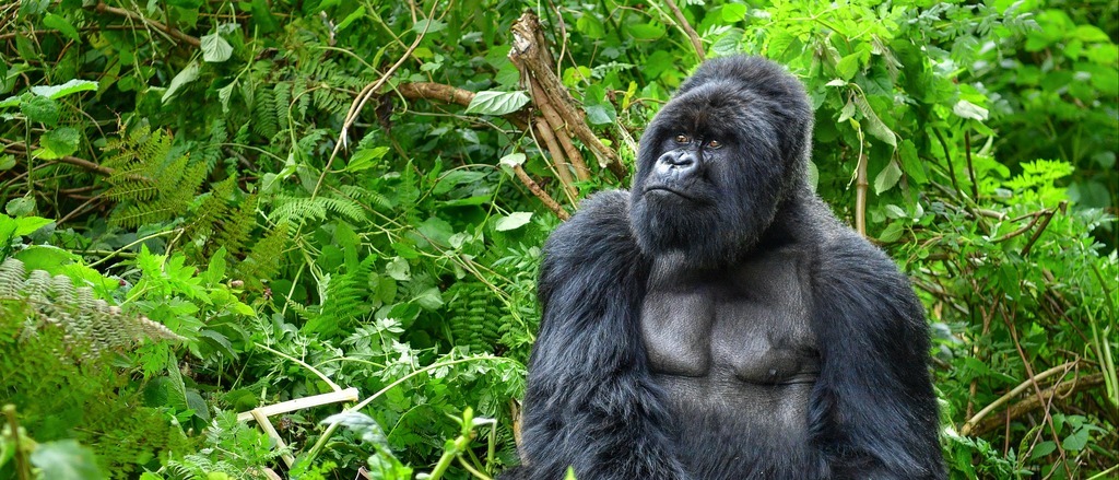 Rwanda  in €420s-€500s rtn