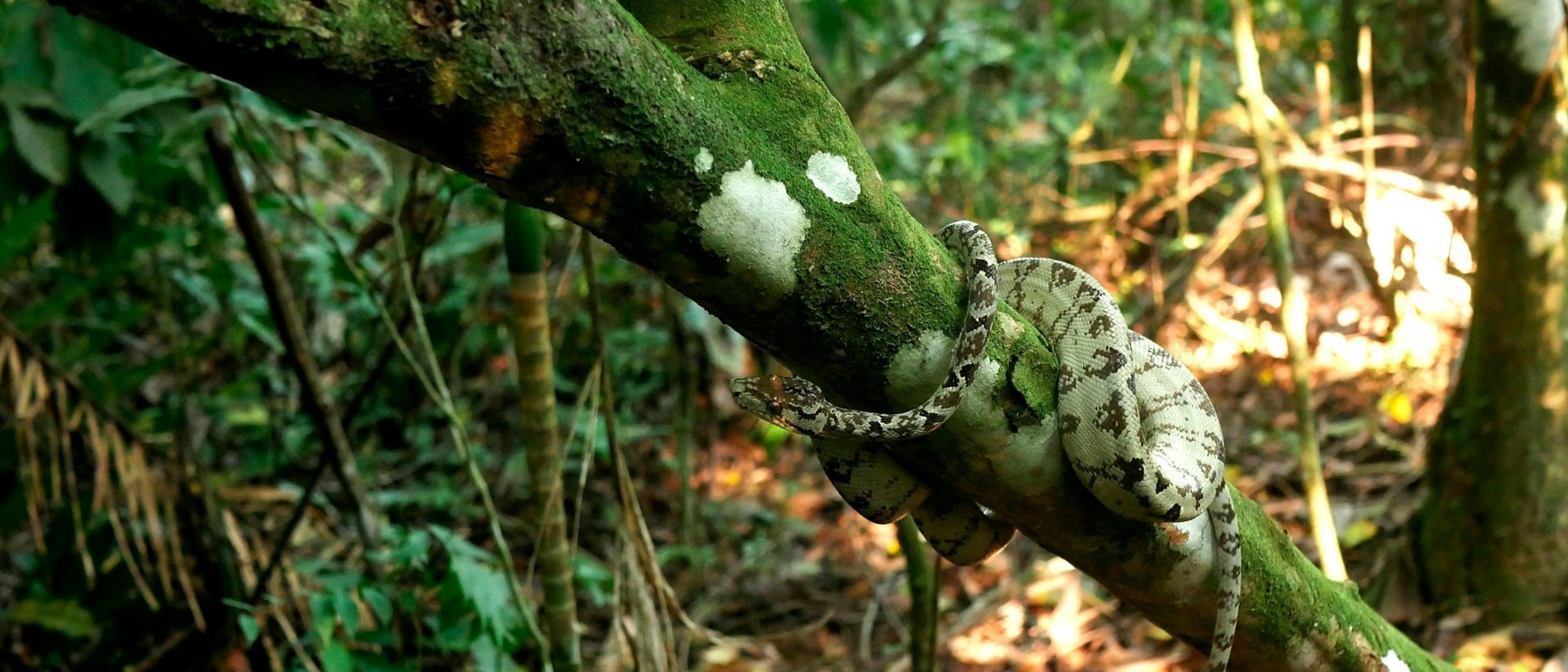 Peruvian Amazon  in $570s-$580s RT