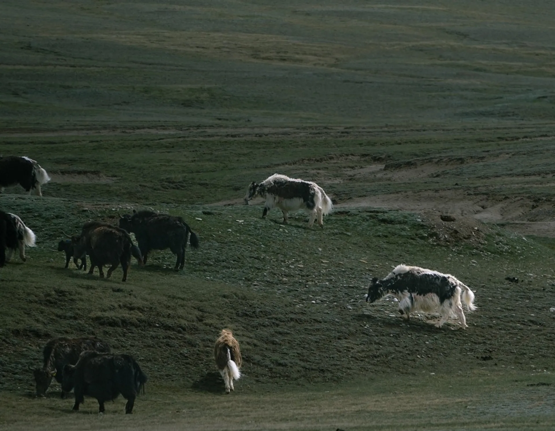Yaks graze on the grassy steppes of Kyrgyzstan.