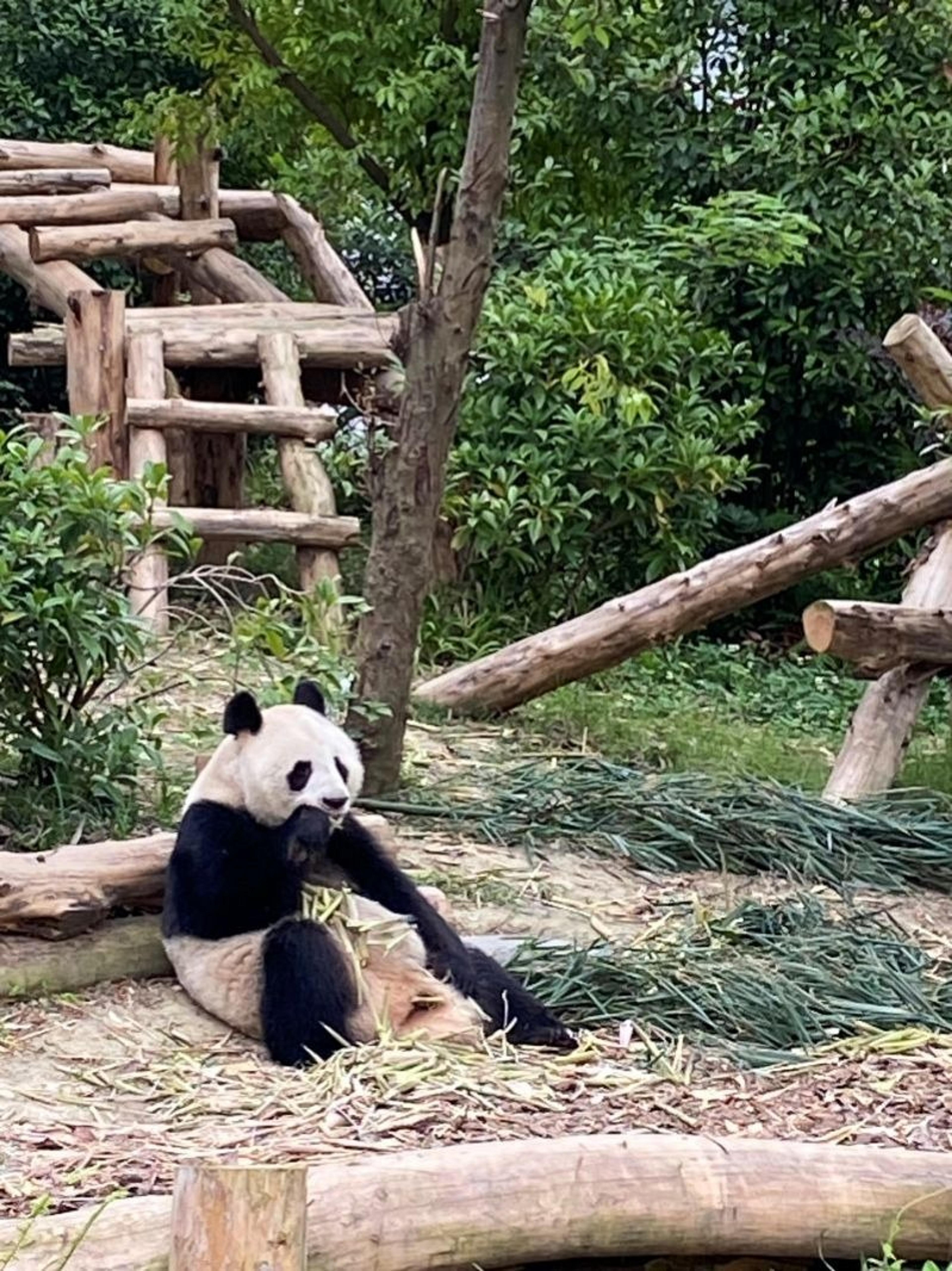 A giant panda munches on bamboo in a lush, green area surrounded by wooden climbing structures, likely in a zoo setting such as the Chengdu Panda Base in China.