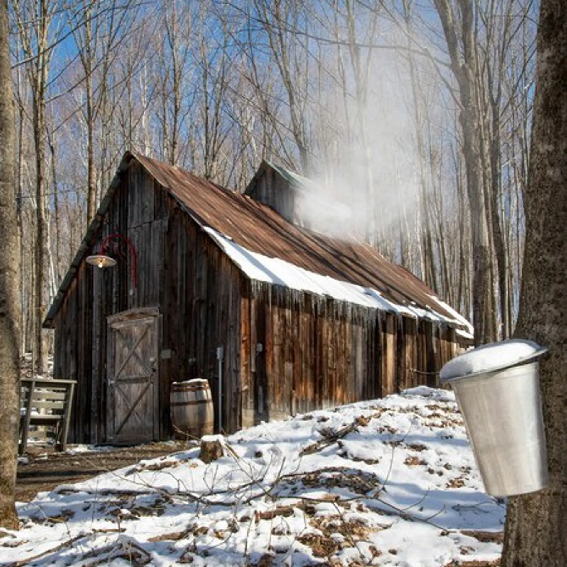 Cabane a sucre in early spring with light snow.