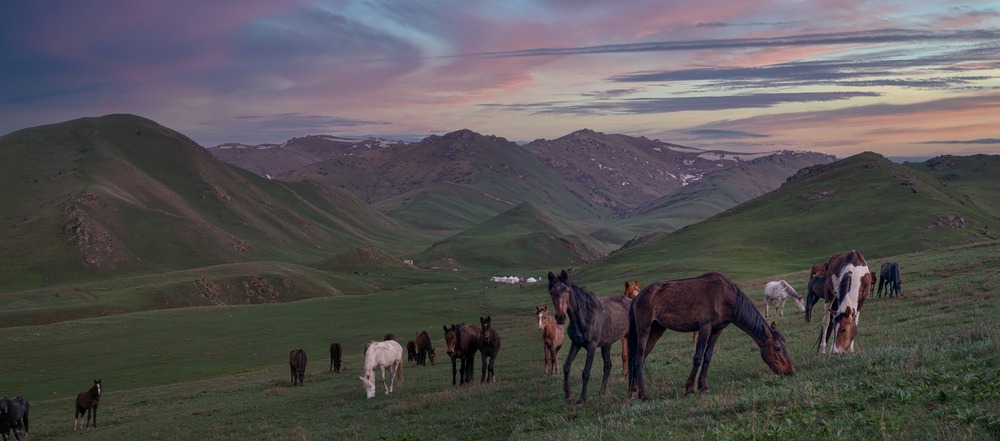 Horses graze peacefully on the lush green hills of Kyrgyzstan, under a serene dusk sky.