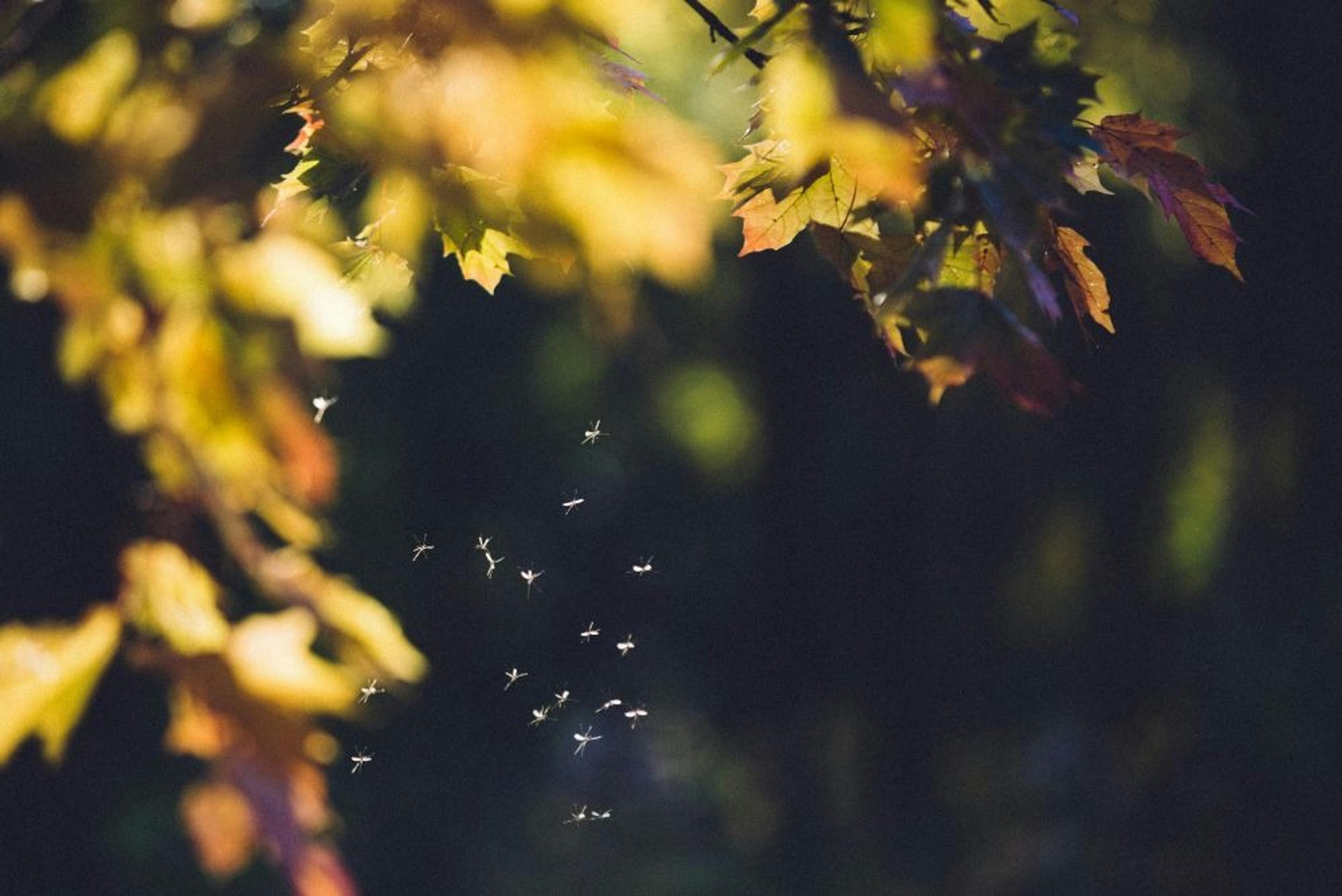 Sunlit autumn leaves and a swarm of insects captured in a peaceful woodland setting.
