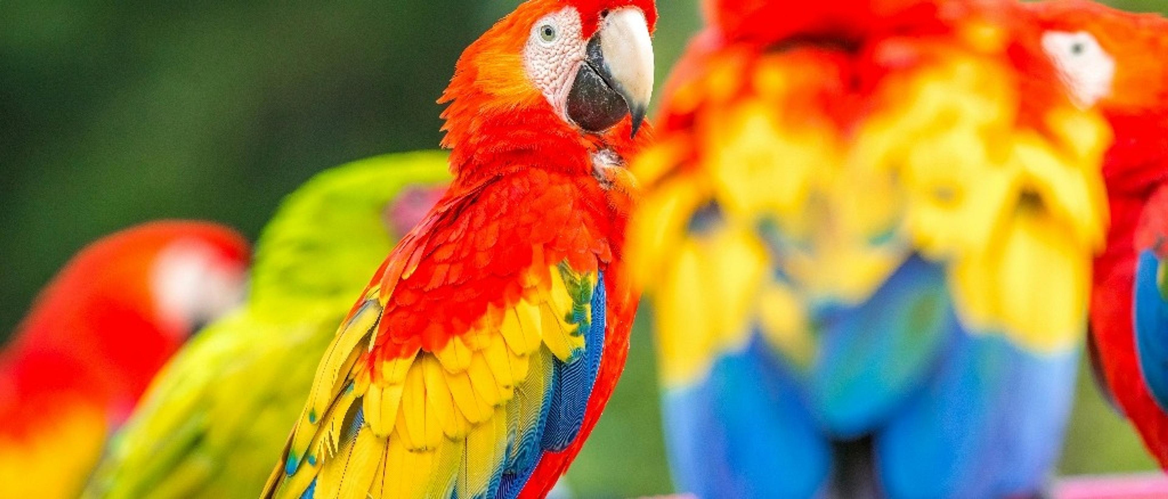 Costa Rica 🐒 in $400s-$730s RT