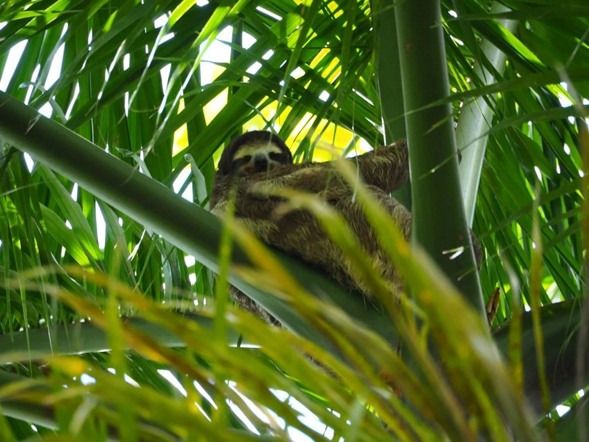 A sloth rests among the lush foliage of Panama