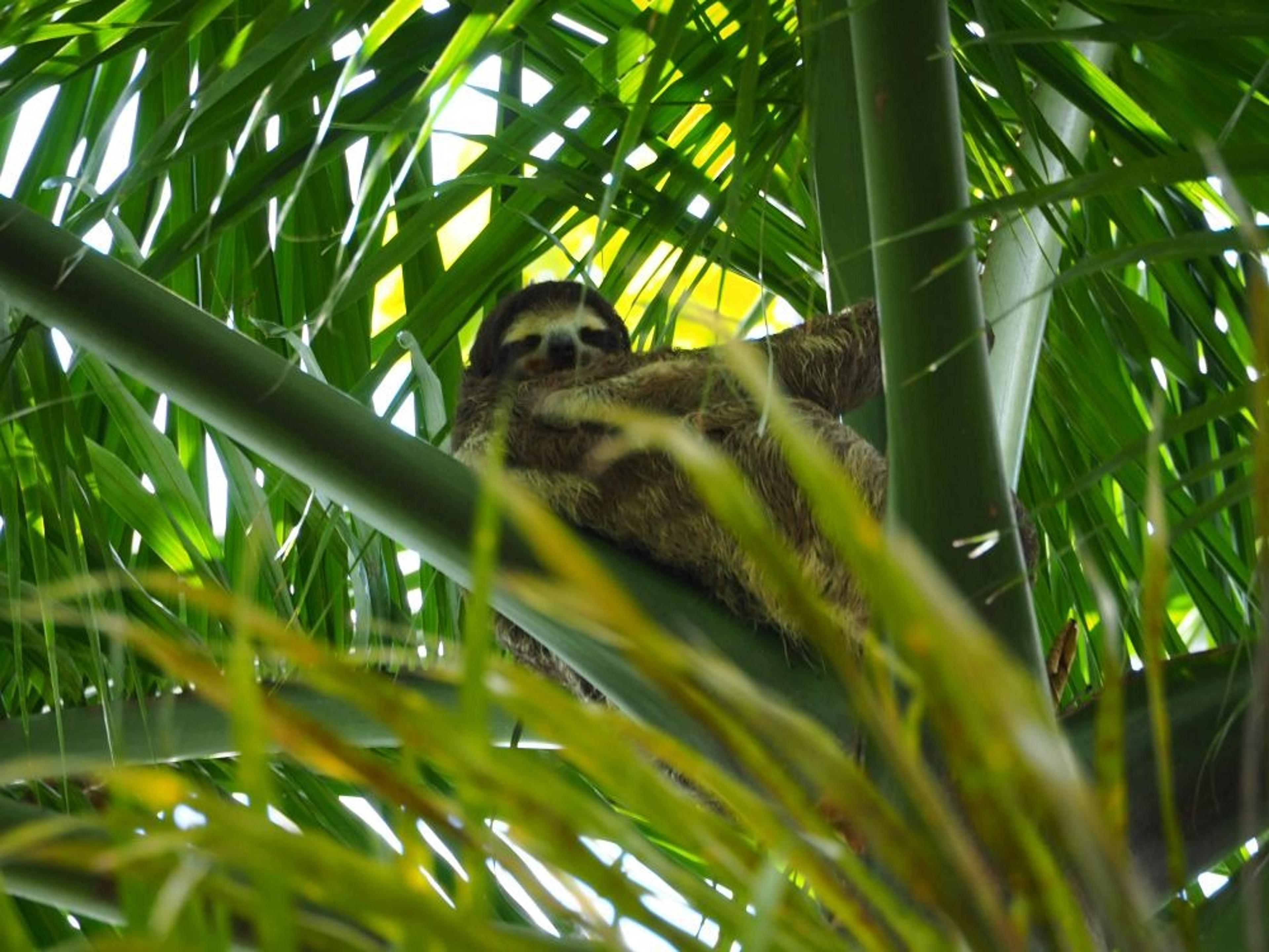A sloth rests among the lush foliage of Panama