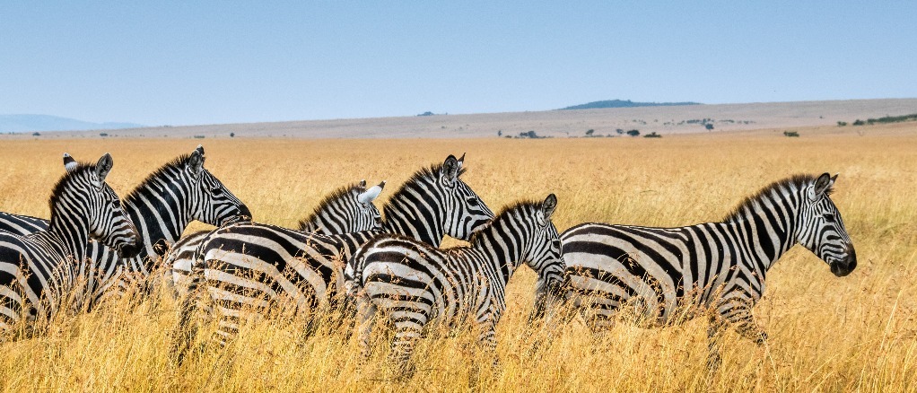 Kenya 🦓 in £290s-£320s rtn