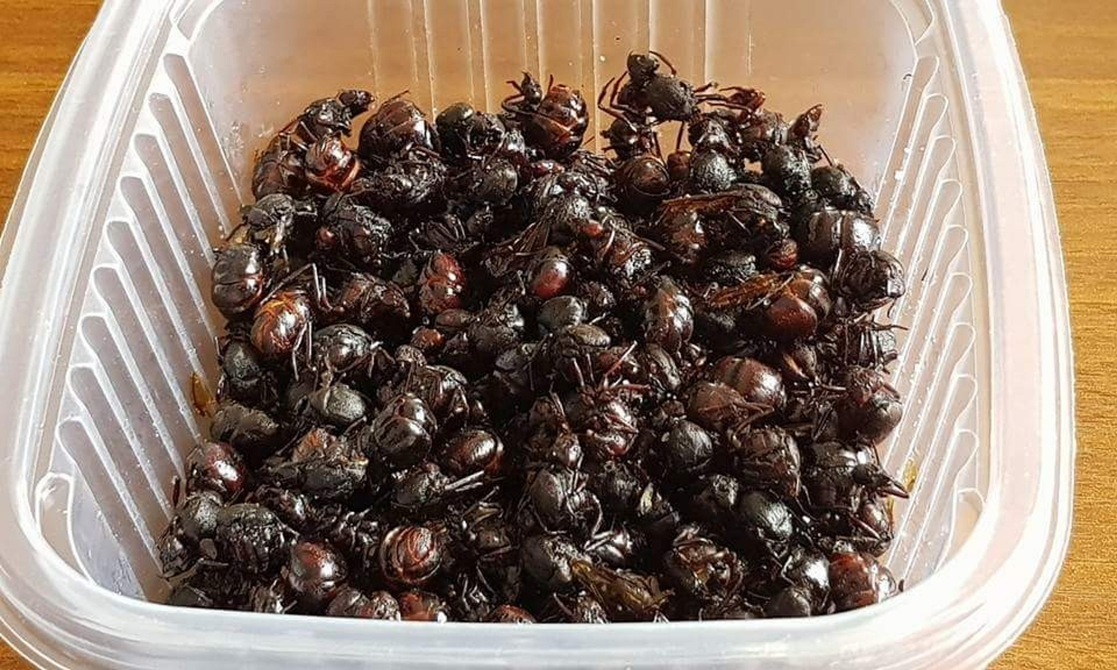 A container filled with roasted edible ants