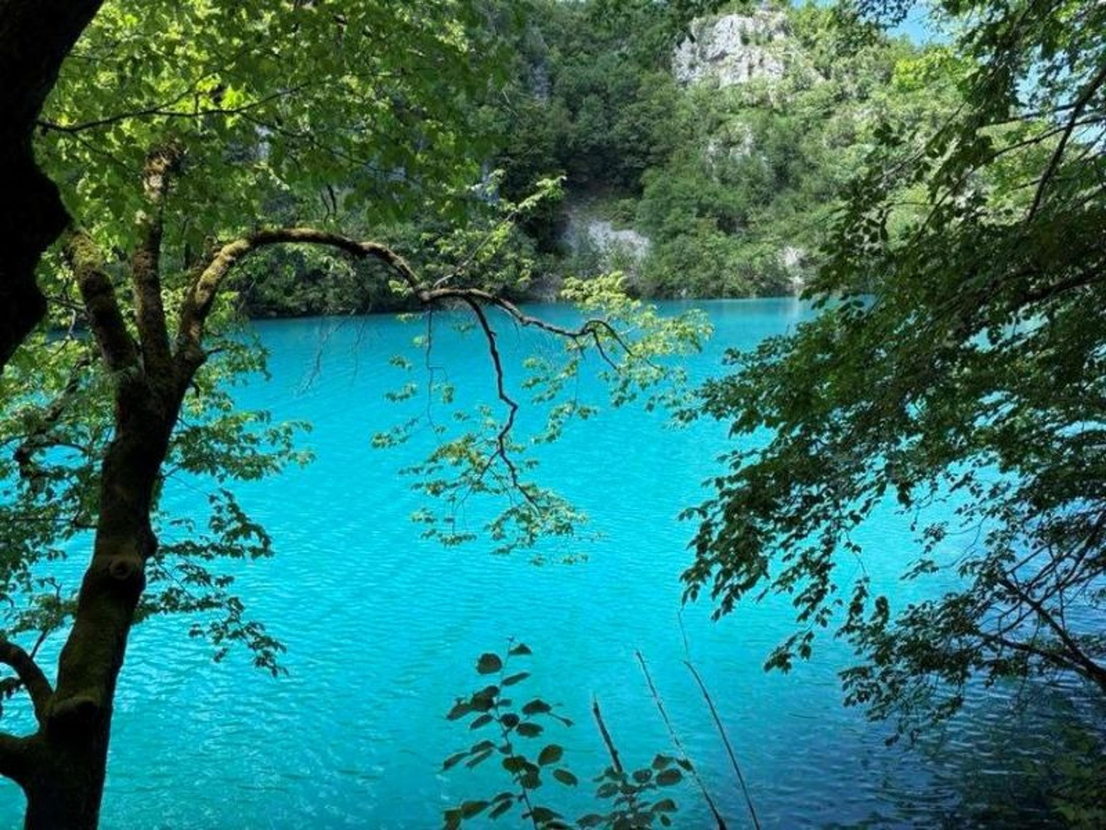 Vibrant turquoise waters nestled within the lush greenery of Plitvice Lakes National Park in Croatia create a picturesque scene.