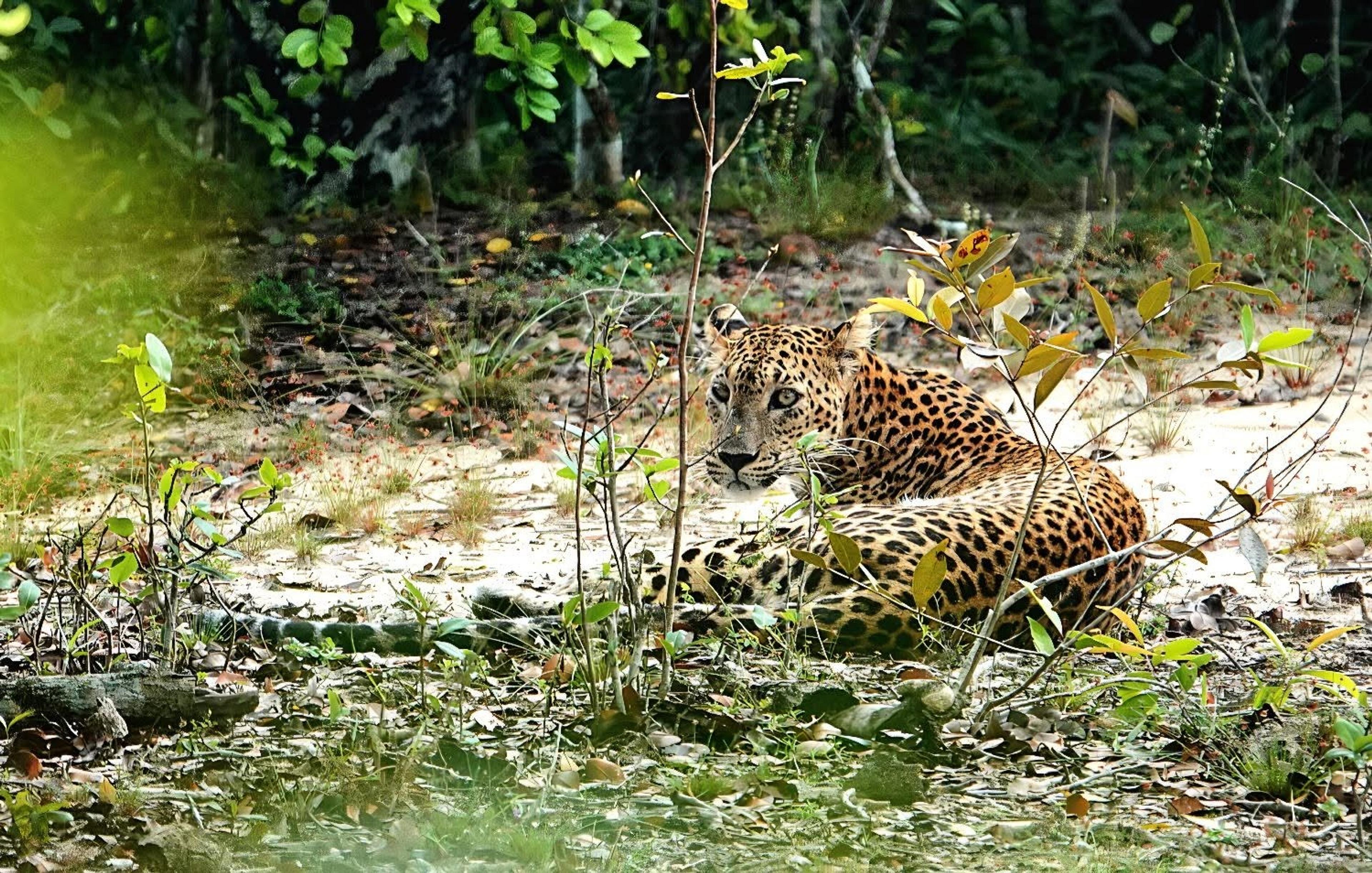 A leopard rests stealthily amid dense foliage in Yala National Park, Sri Lanka.