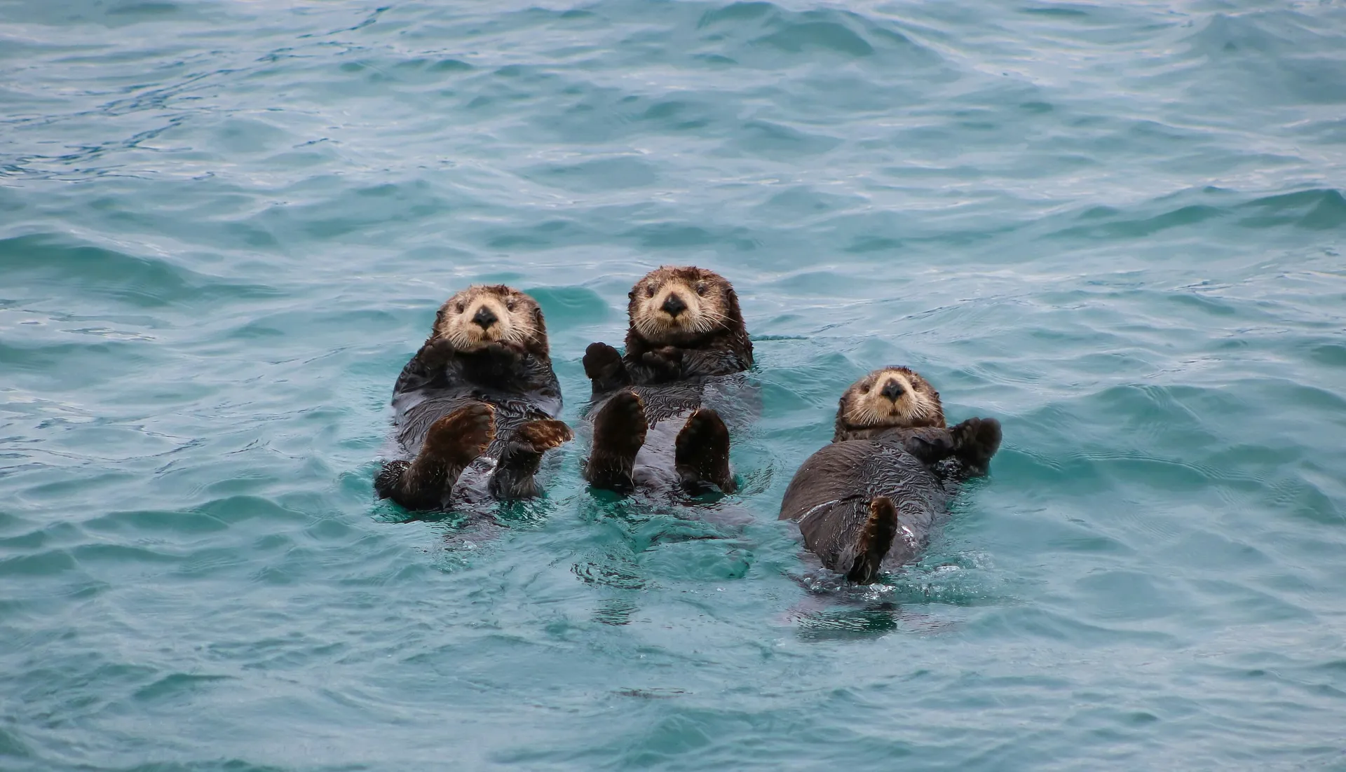 Three sea otters float on their backs in the blue waters