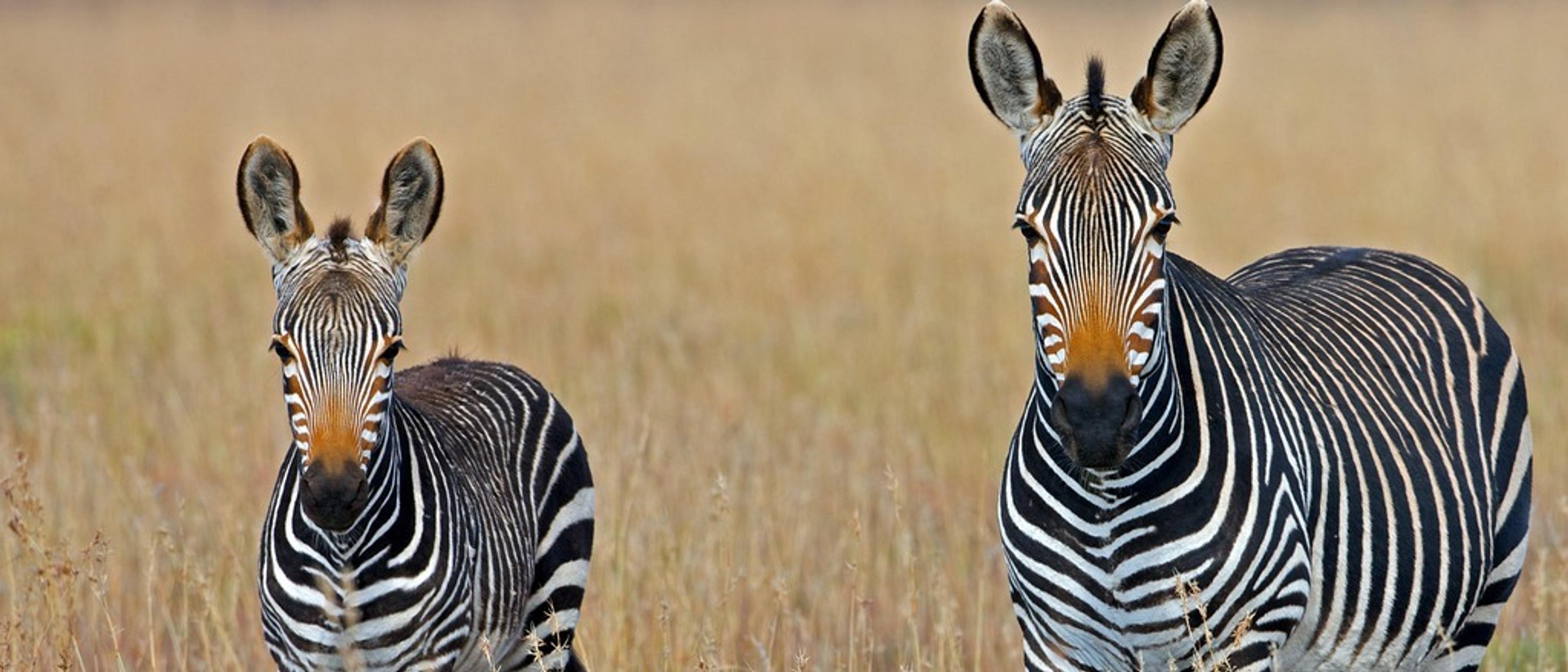 Johannesburg 🦒 in €680s-€860s rtn 