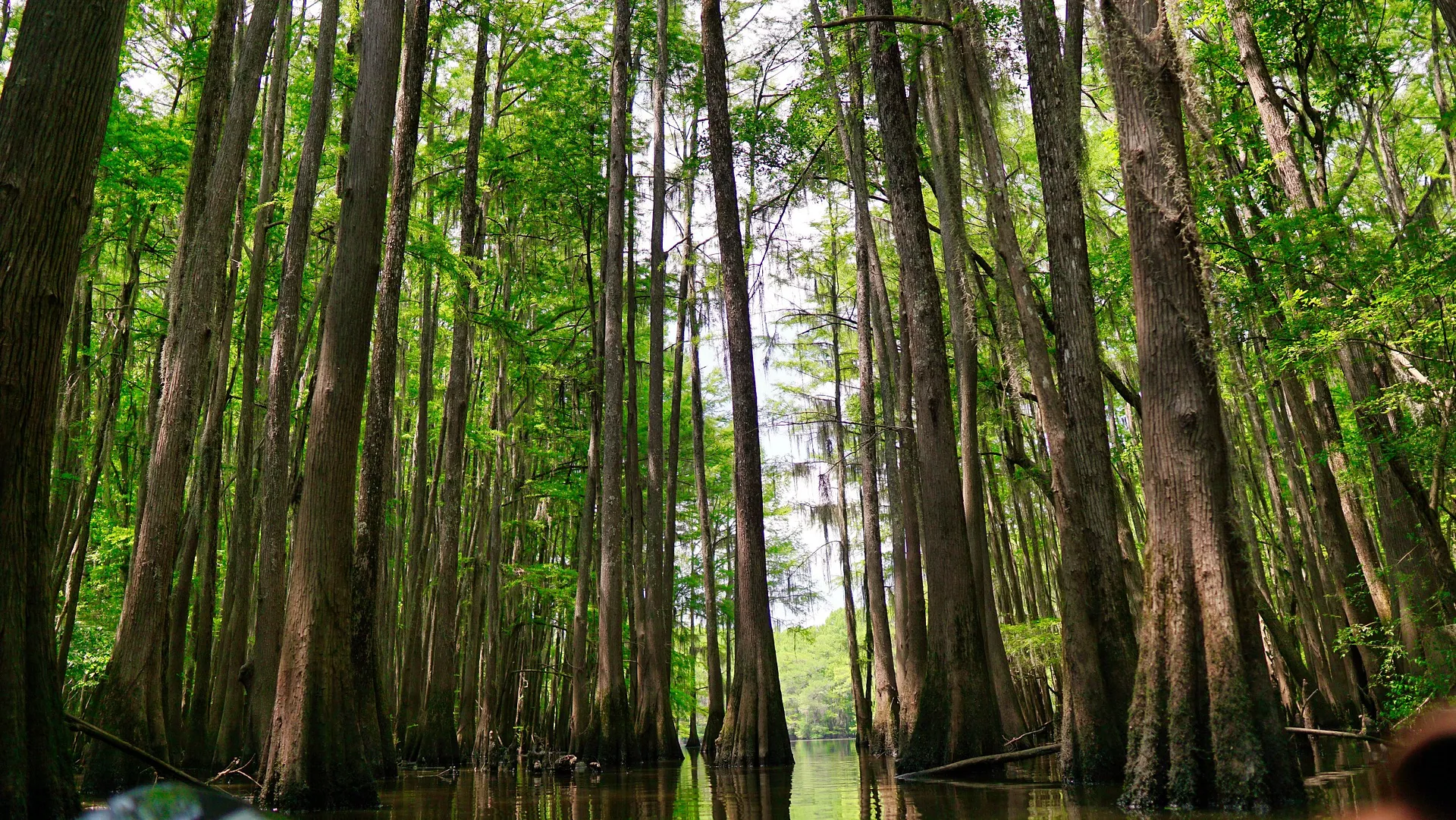 A serene view of the cypress trees in the swampy waters of Congaree National Park