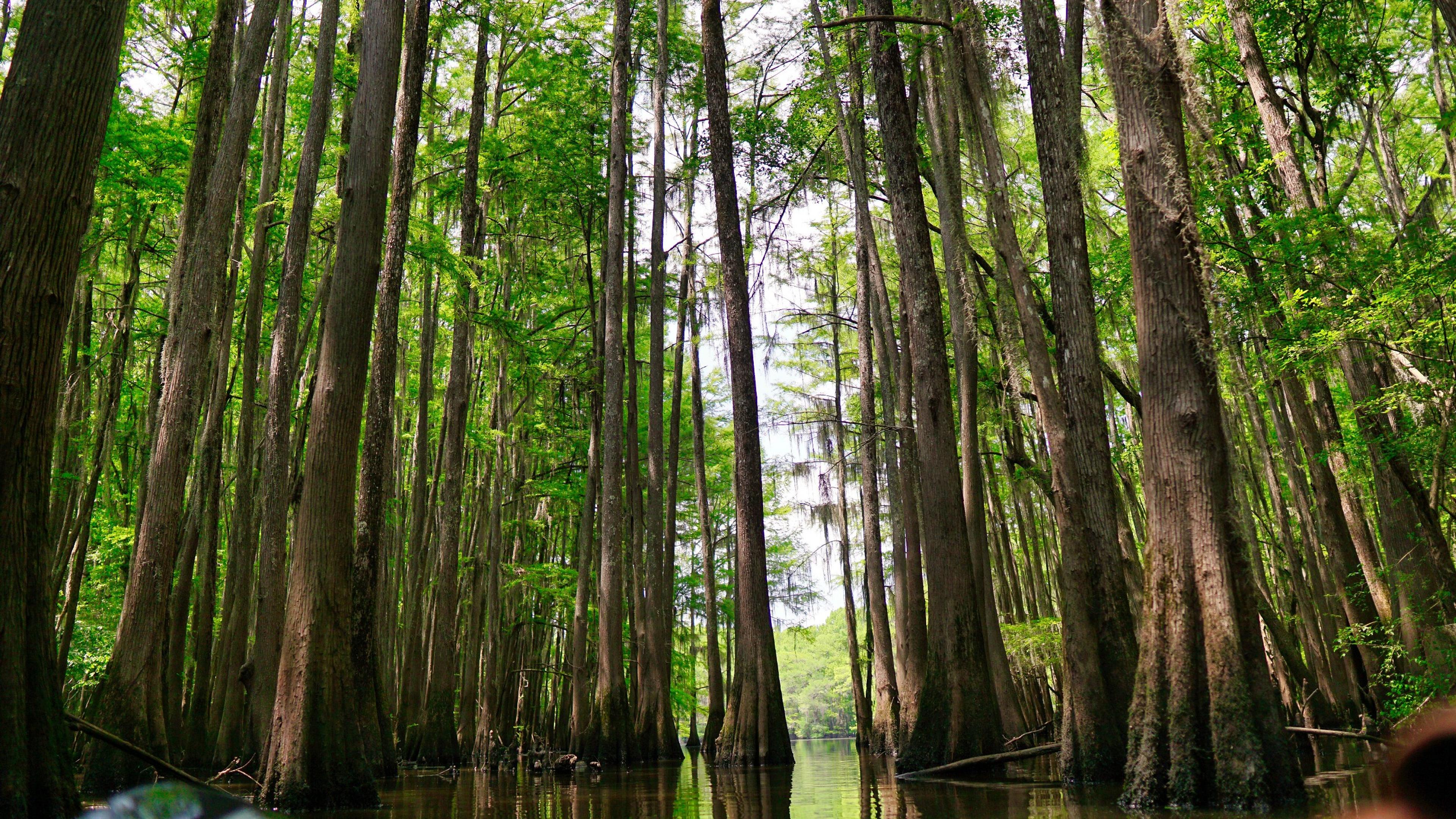A serene view of the cypress trees in the swampy waters of Congaree National Park