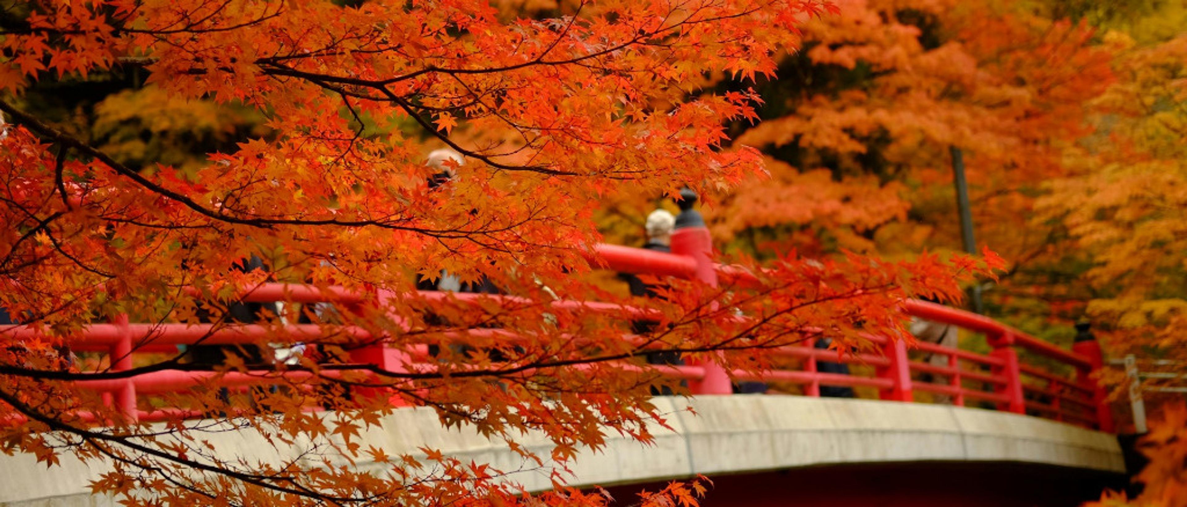 Around Japan 🌸 in $690s-$760s RT