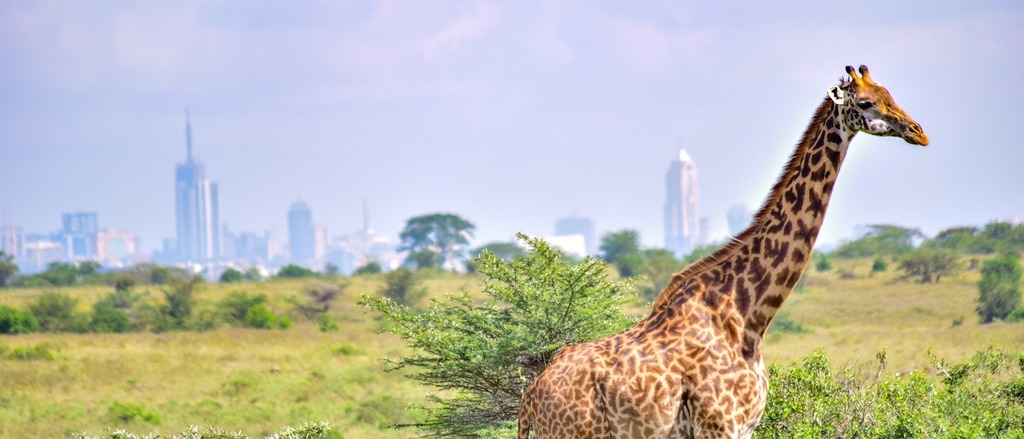 Kenya, South Africa and more 🌍 in €400s-€590s rtn 