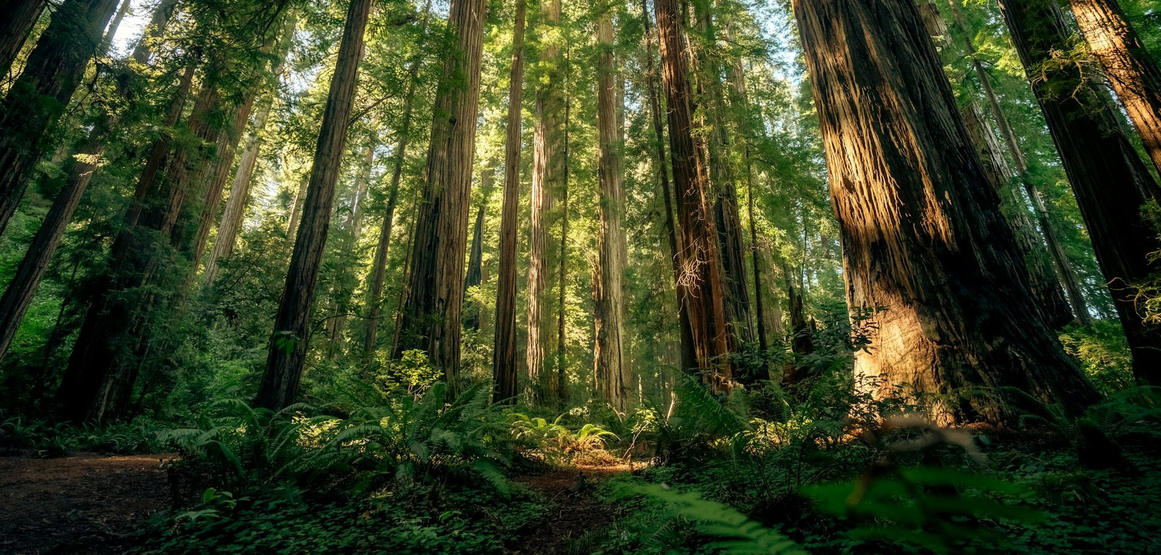 Majestic redwood trees tower over the lush greenery in California's Redwood National Park.