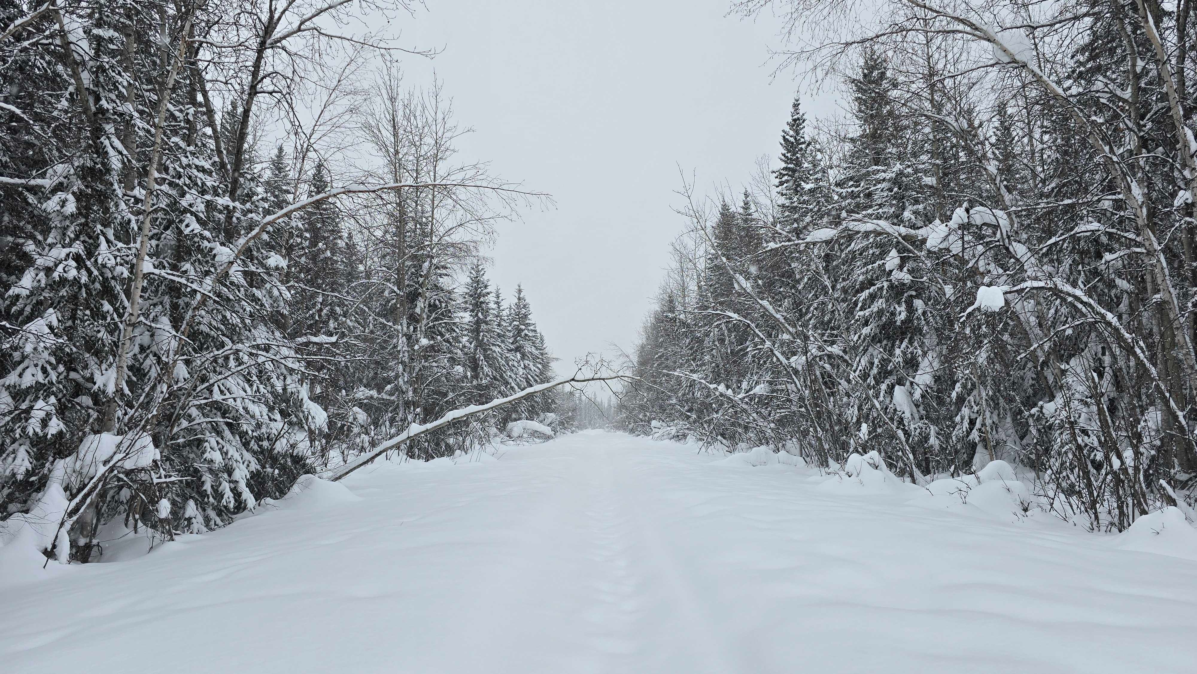 A snow-covered path winds through a dense, snowy forest in Alaska.
