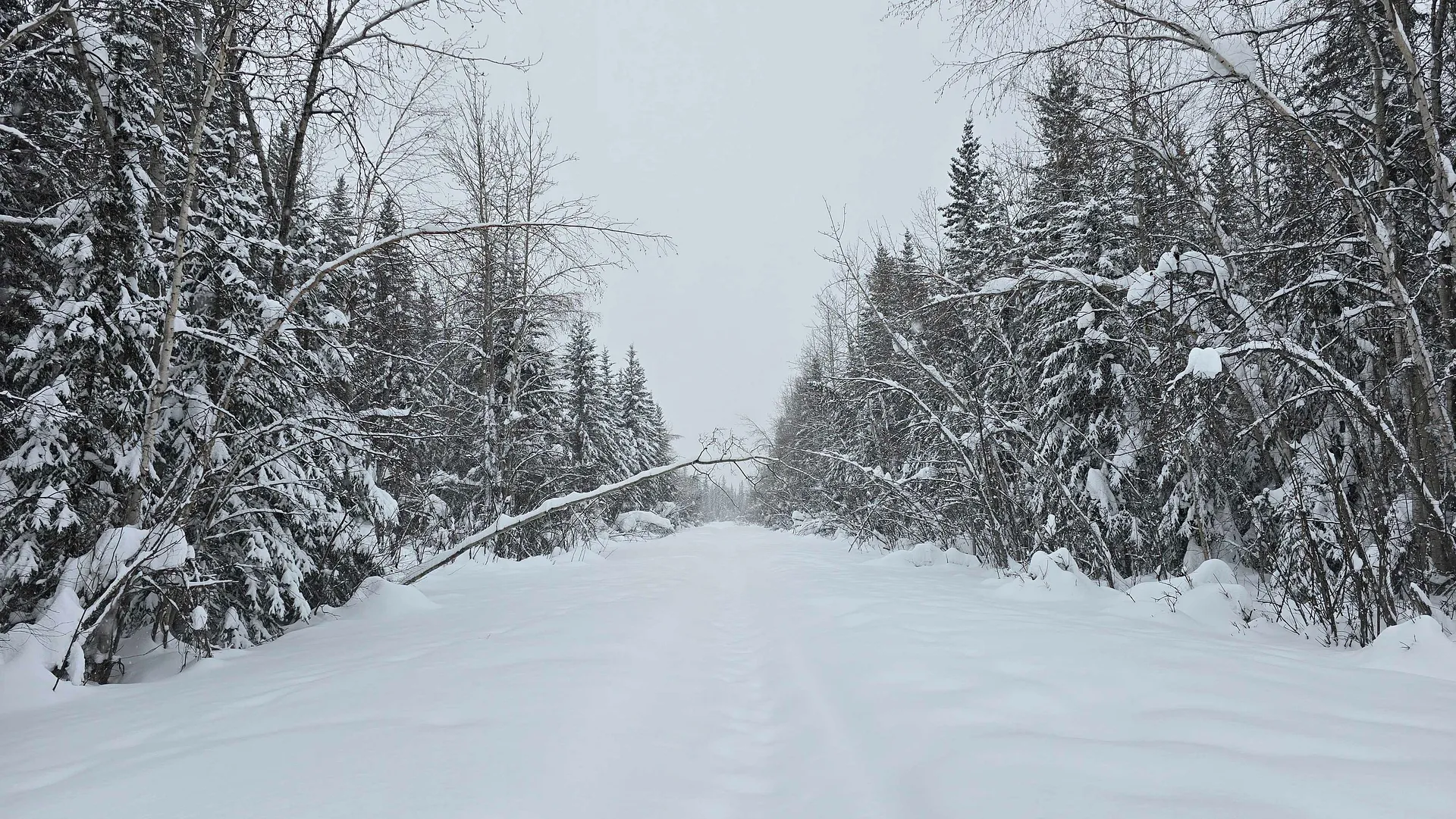 A snow-covered path winds through a dense, snowy forest in Alaska.