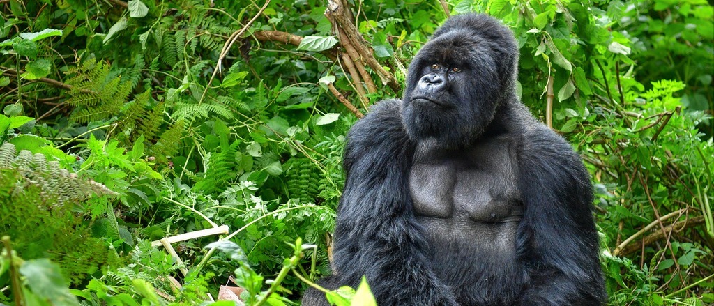 gorilla