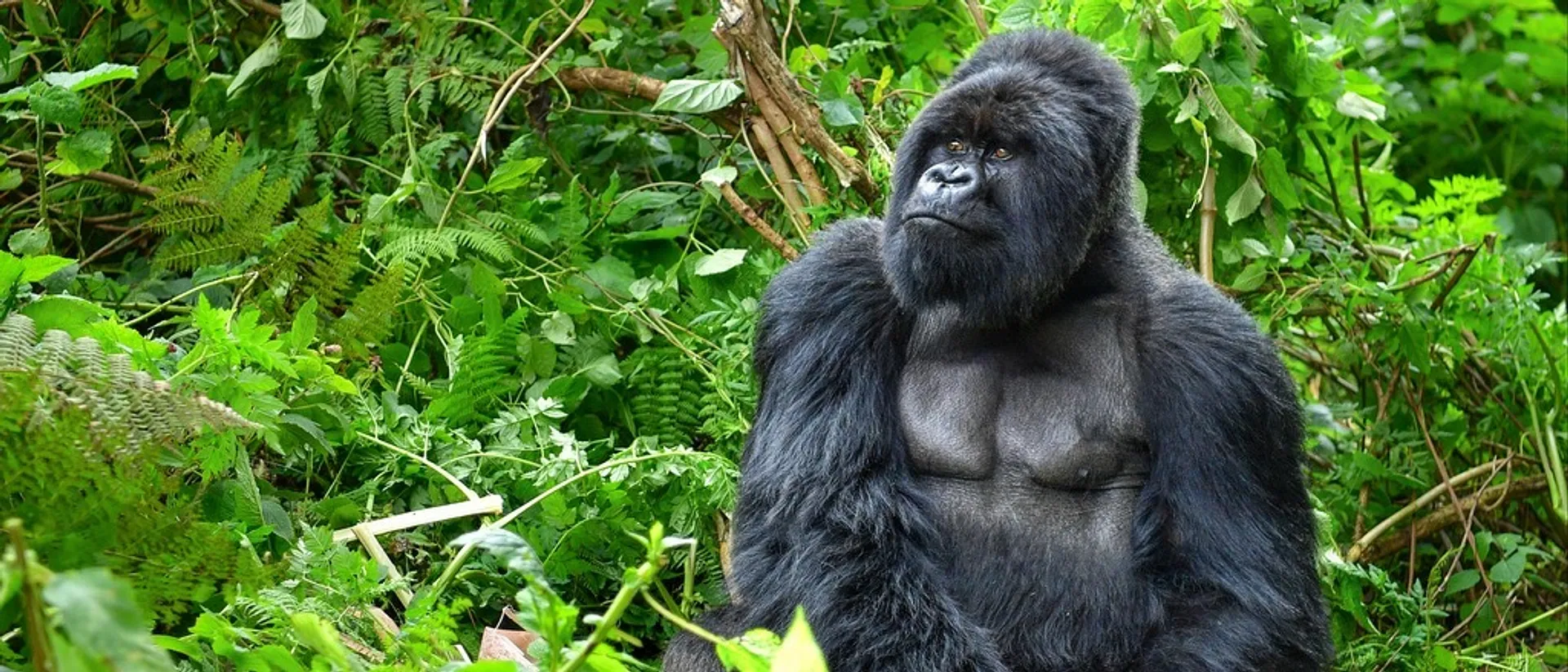 gorilla