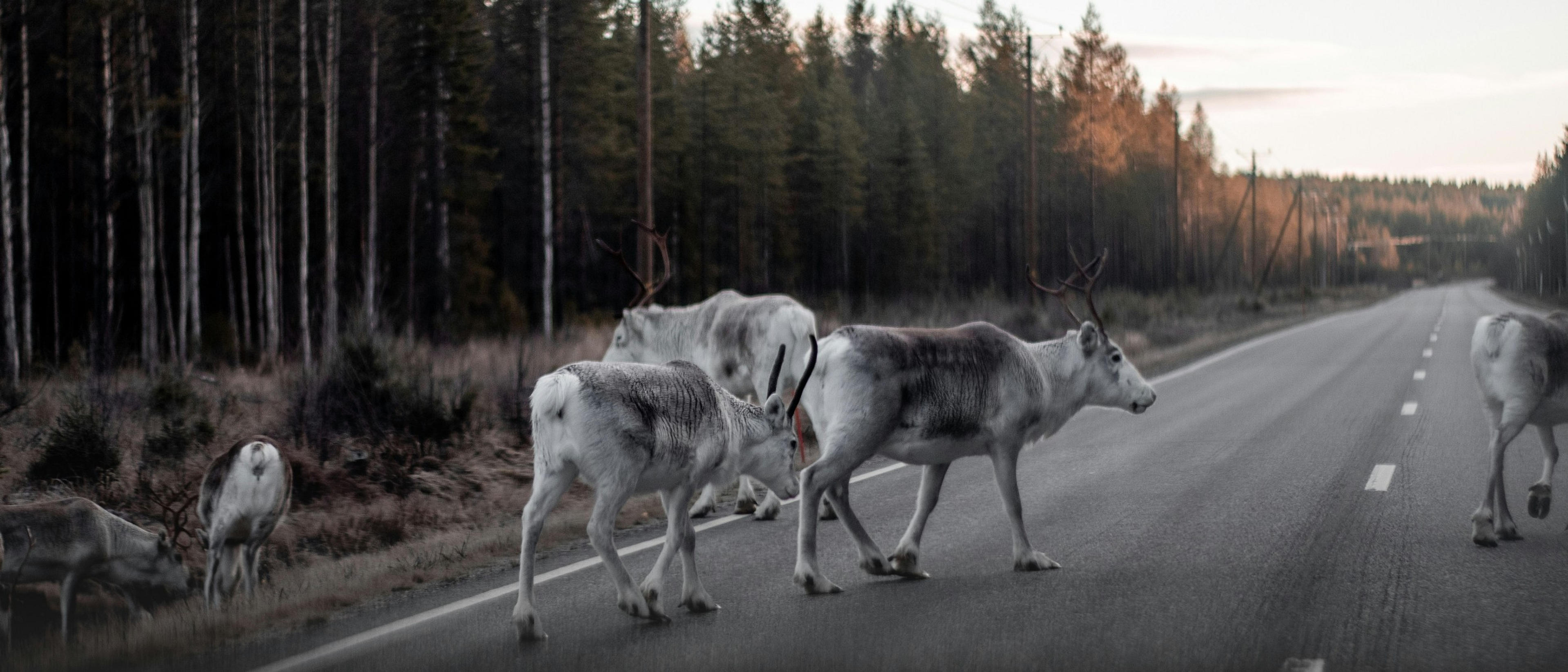 Rovaniemi 🦌 at £58 rtn from London Stansted