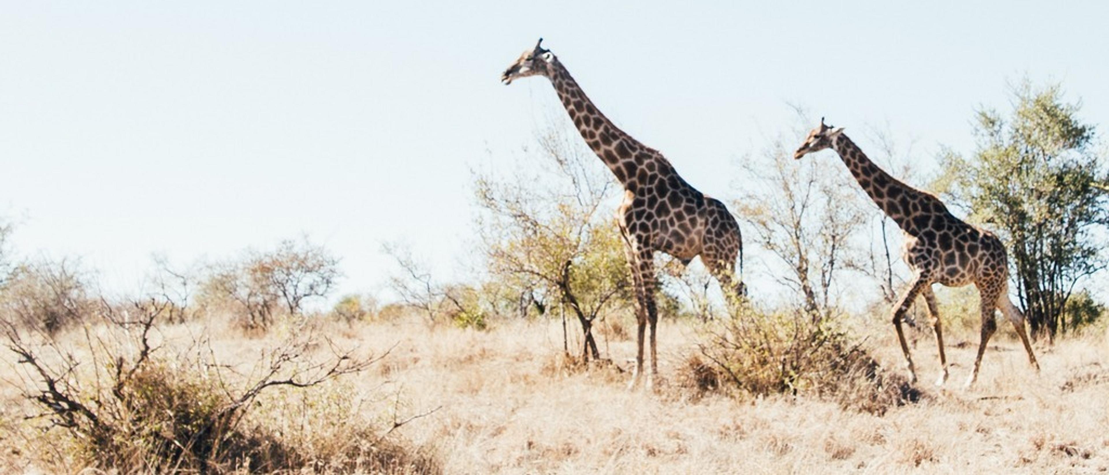 Johannesburg  in €540s-€590s rtn 