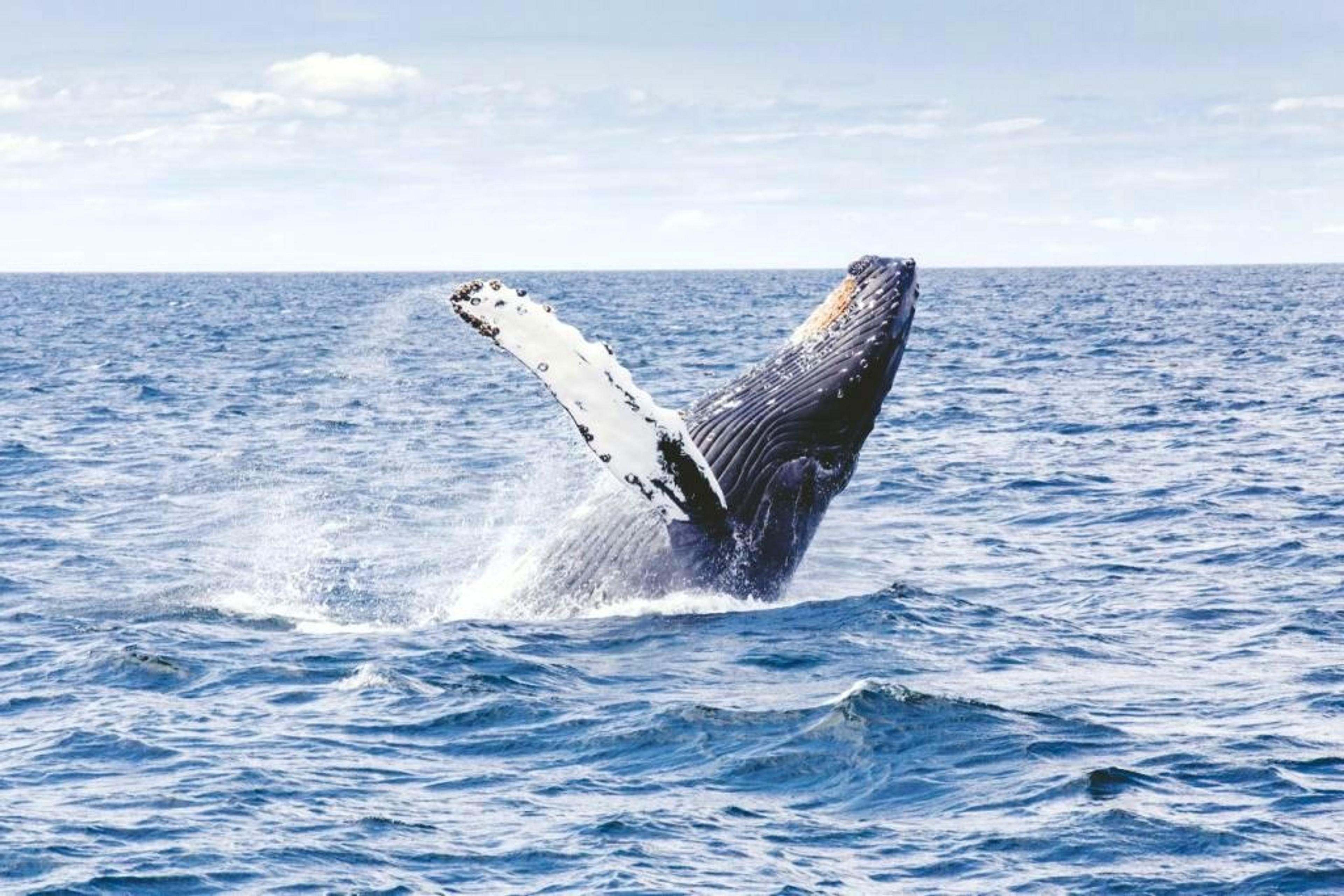 Attenborough-Inspired Trips to Celebrate His Centenary