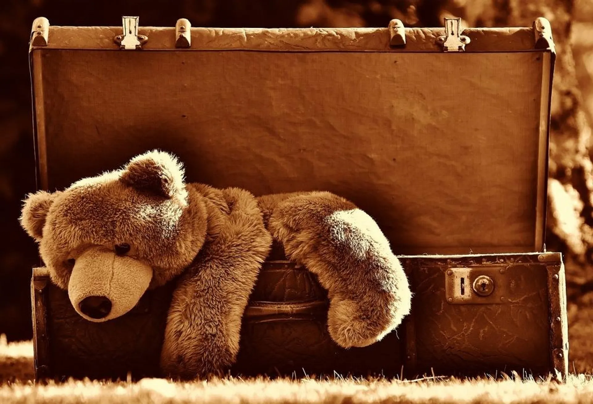 Sad bear in suitcase