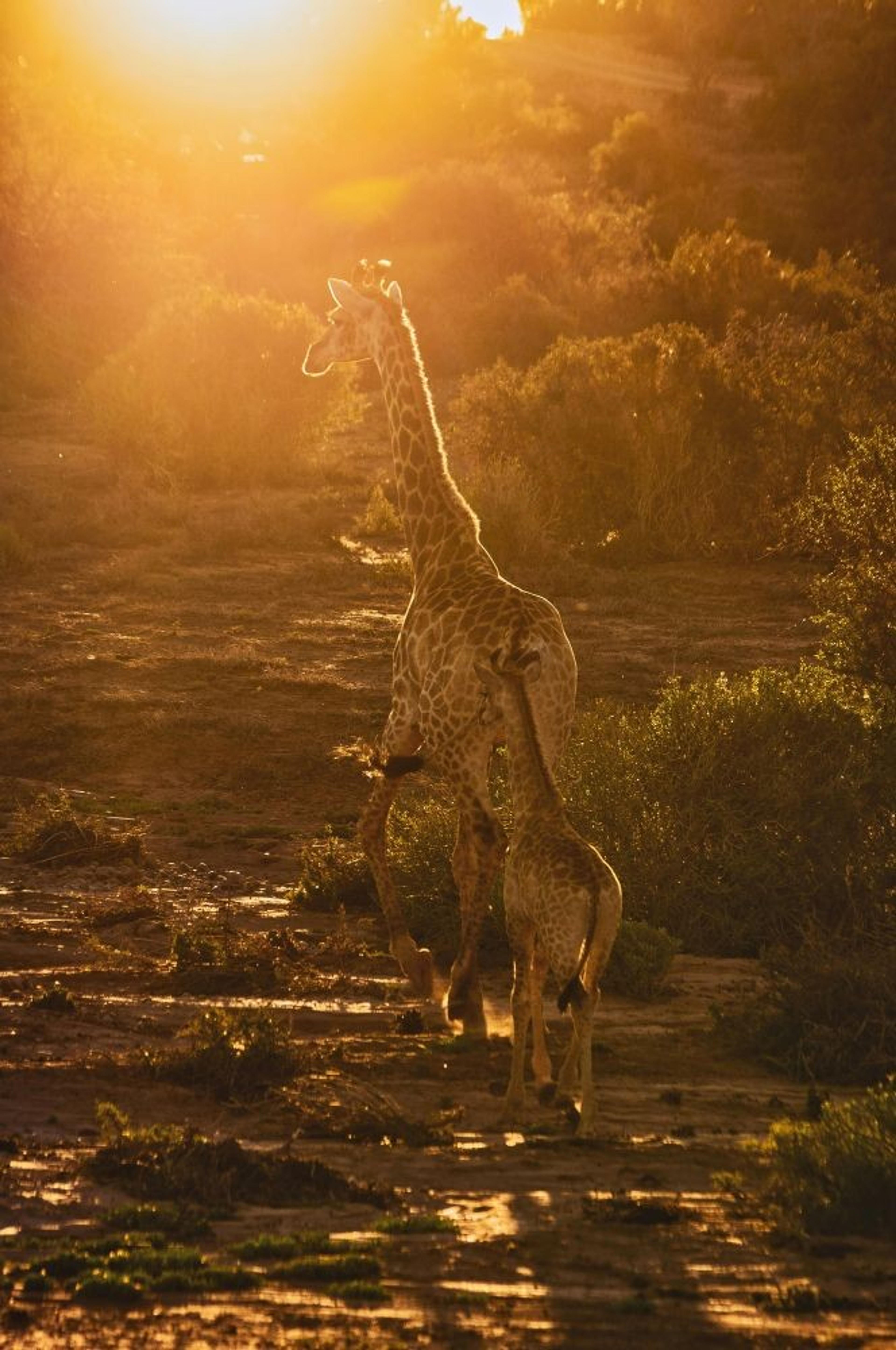 A pair of giraffes walk through a sunlit path in the African savanna.