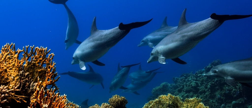 Sharm El-Sheikh, Egypt  in €160s-€180s rtn